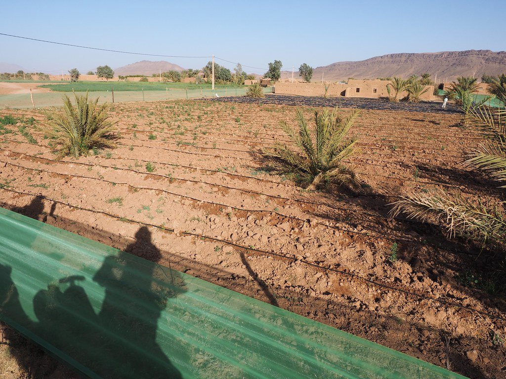 Extreme Environments - Drip irrigation in action - Water Melons being grown in the desert