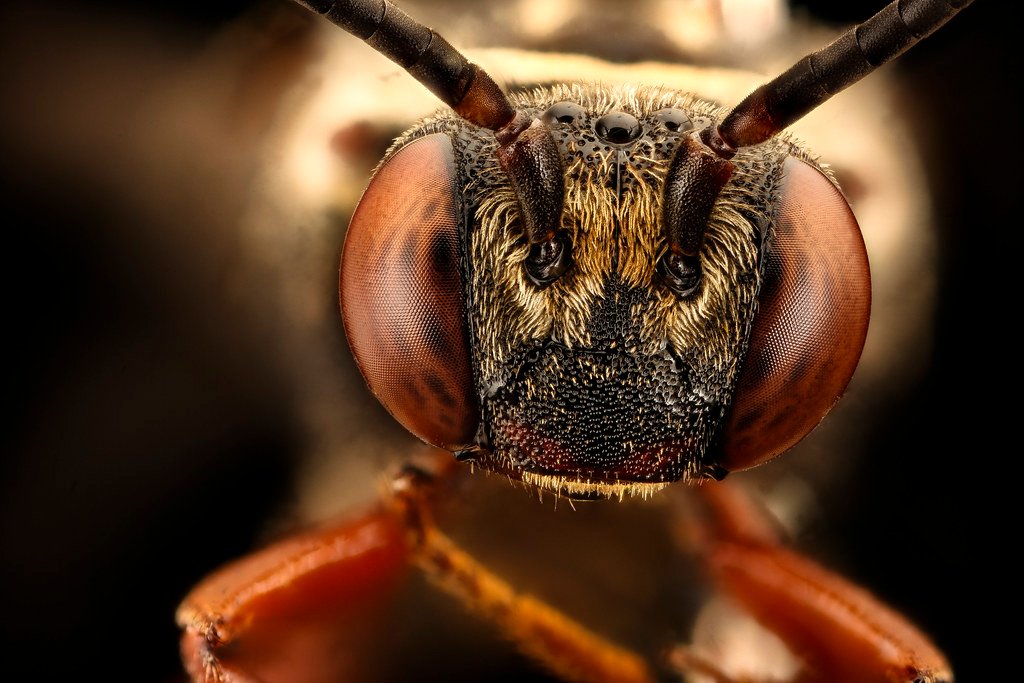 Triepeolus distinctus, m, anne arundel co, md, face_2016-08-31-17.47