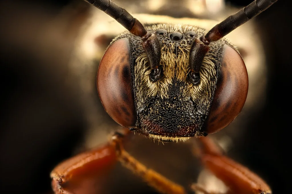 Triepeolus distinctus, m, anne arundel co, md, face_2016-08-31-17.47