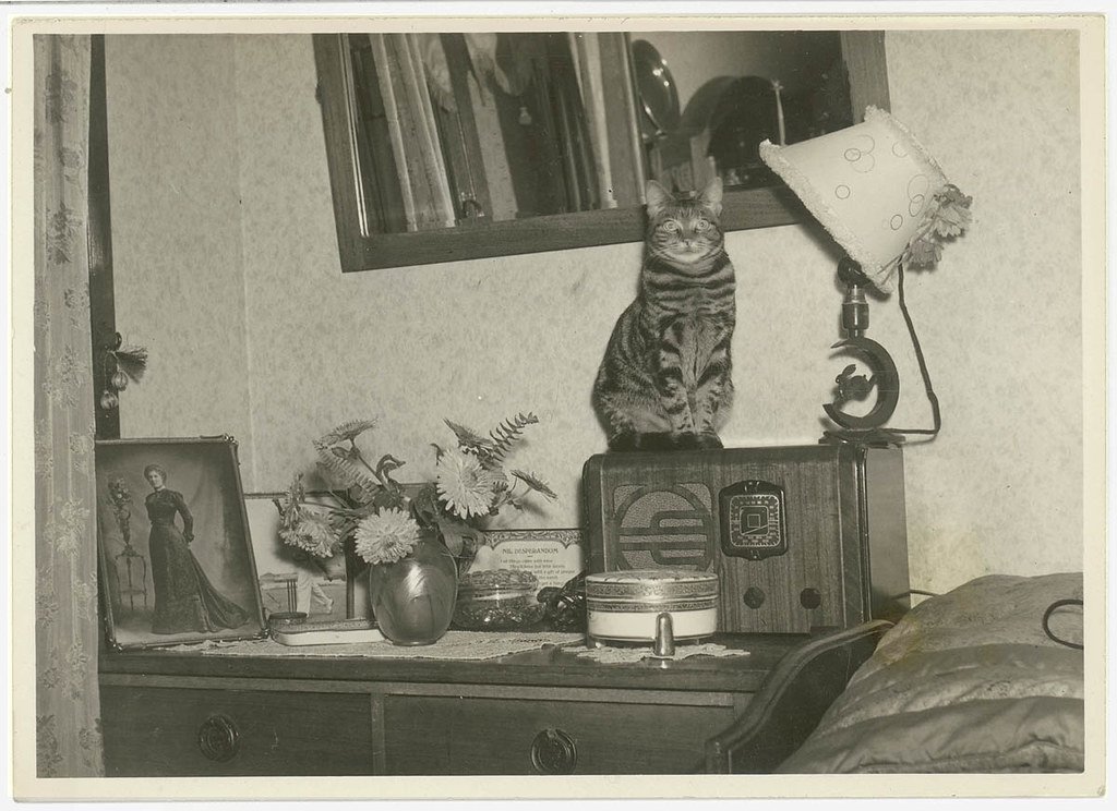 Cat sitting on a radio, Sydney, 1930s / Sam Hood