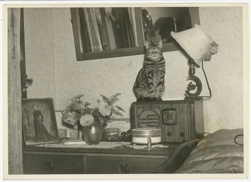 Cat sitting on a radio, Sydney, 1930s / Sam Hood