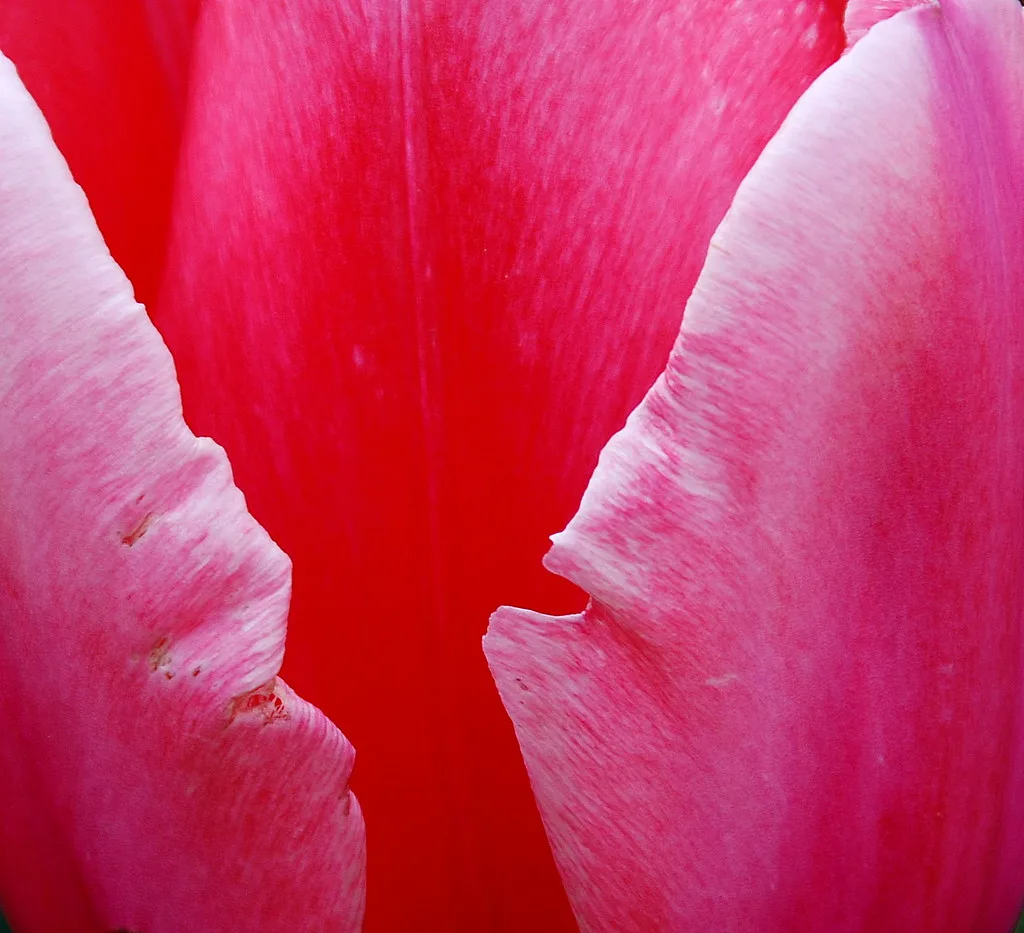 Getting Up Close and Personal With a Tulip!