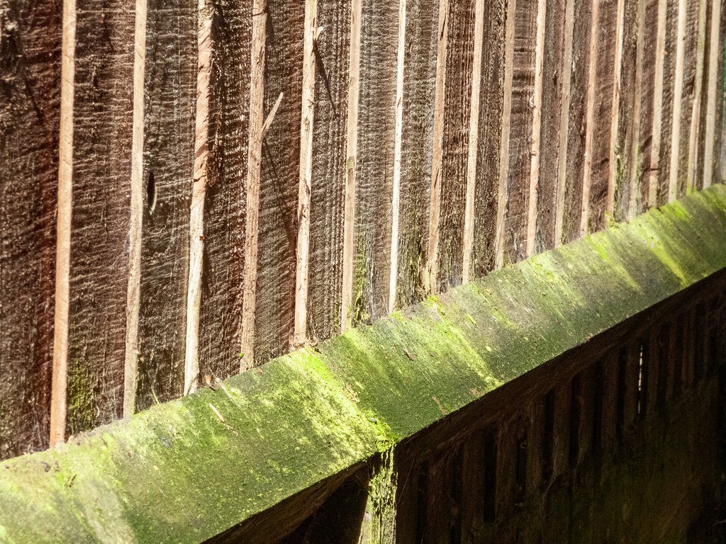 2023 (365 challenge) - Week 12 (the colour green) - Day 5 - green algae on wooden fence