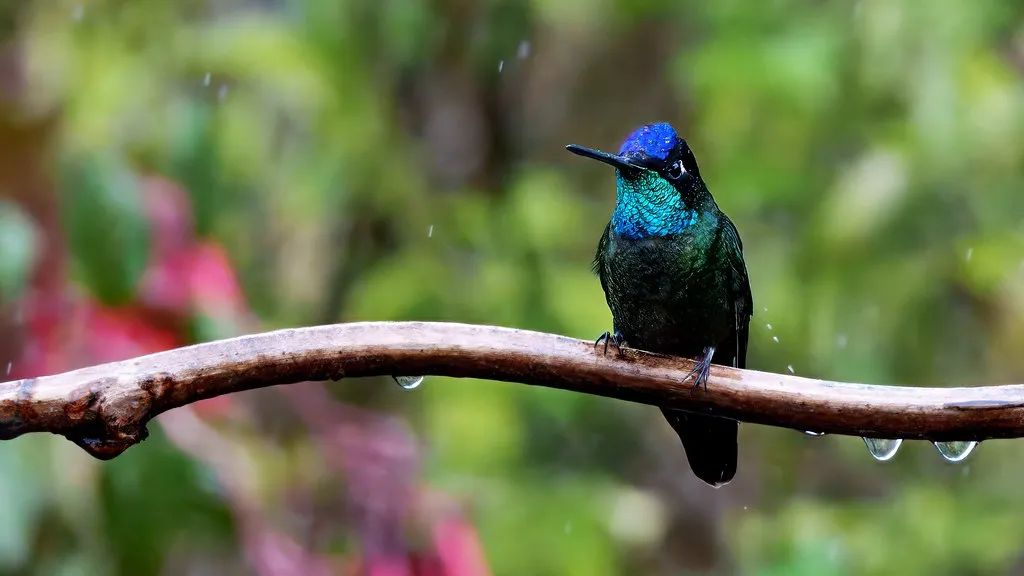 Talamanca hummingbird (2)
