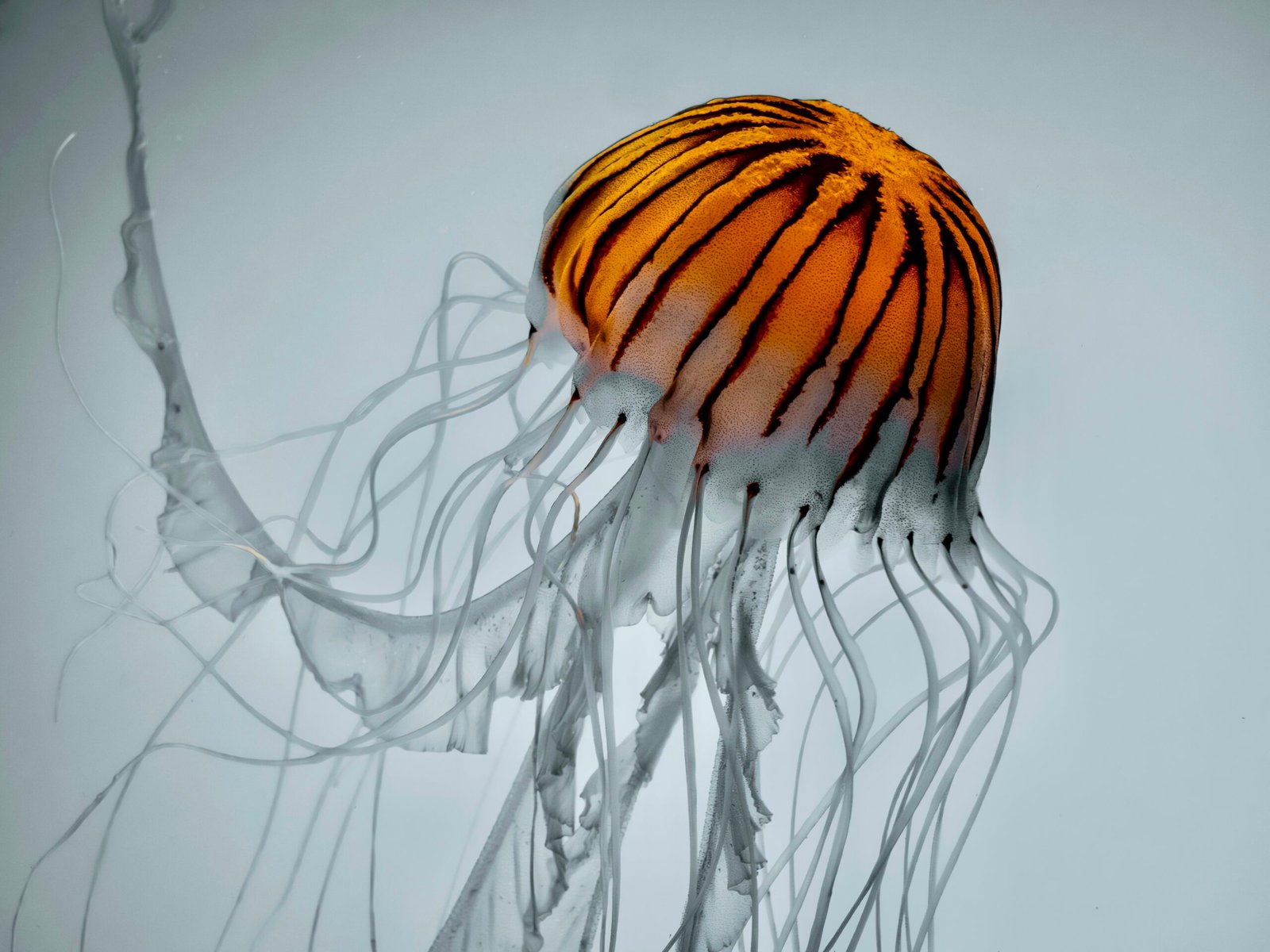 A glowing orange jellyfish with black stripes drifts.