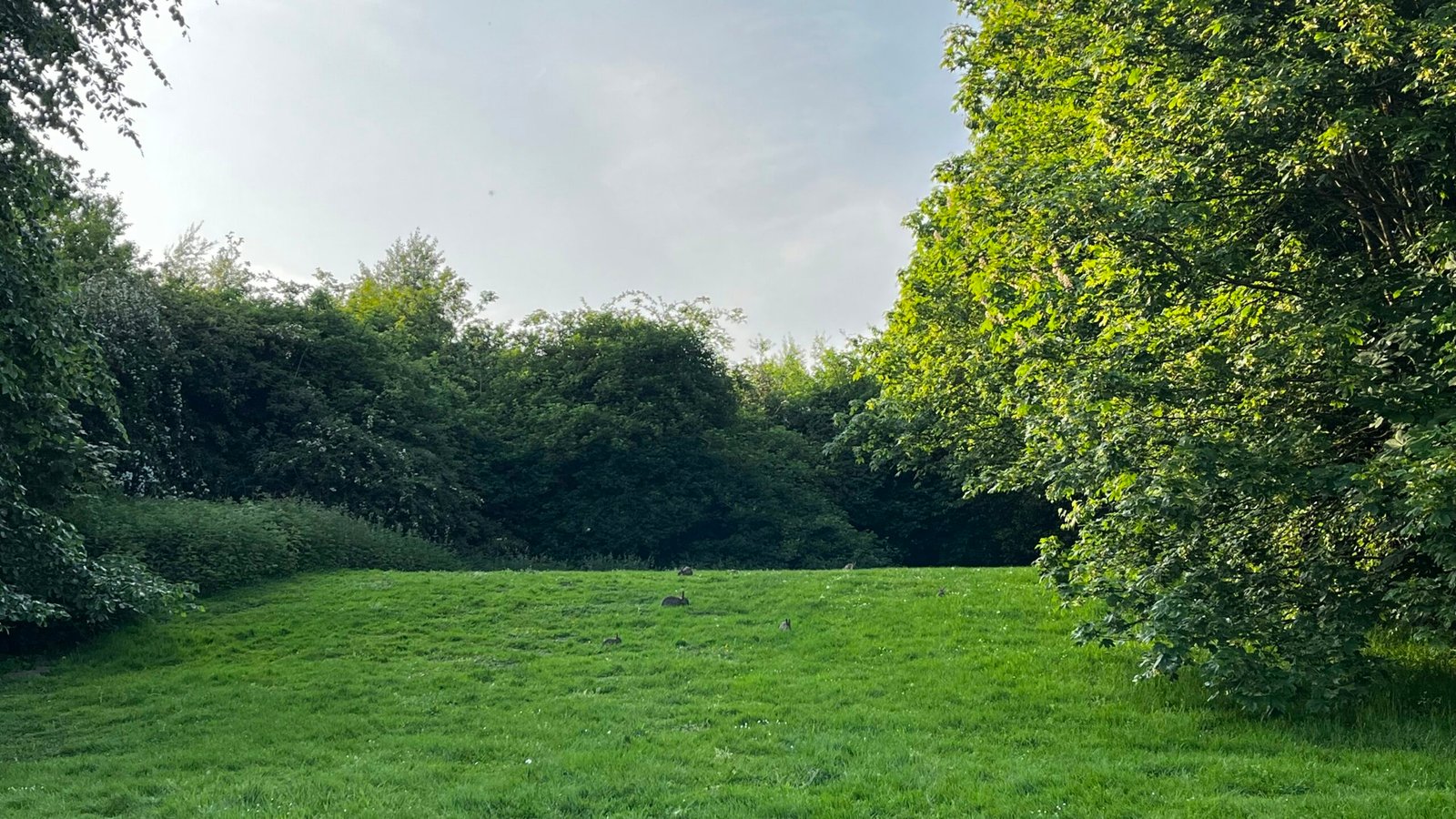 a grassy field surrounded by trees and bushes