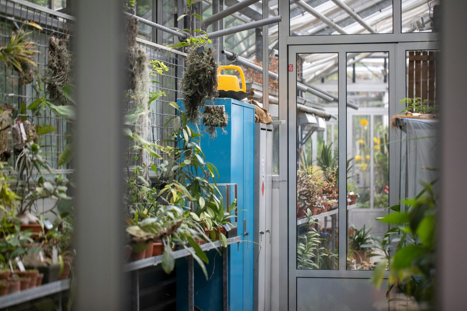 a blue refrigerator covered in plants in a greenhouse