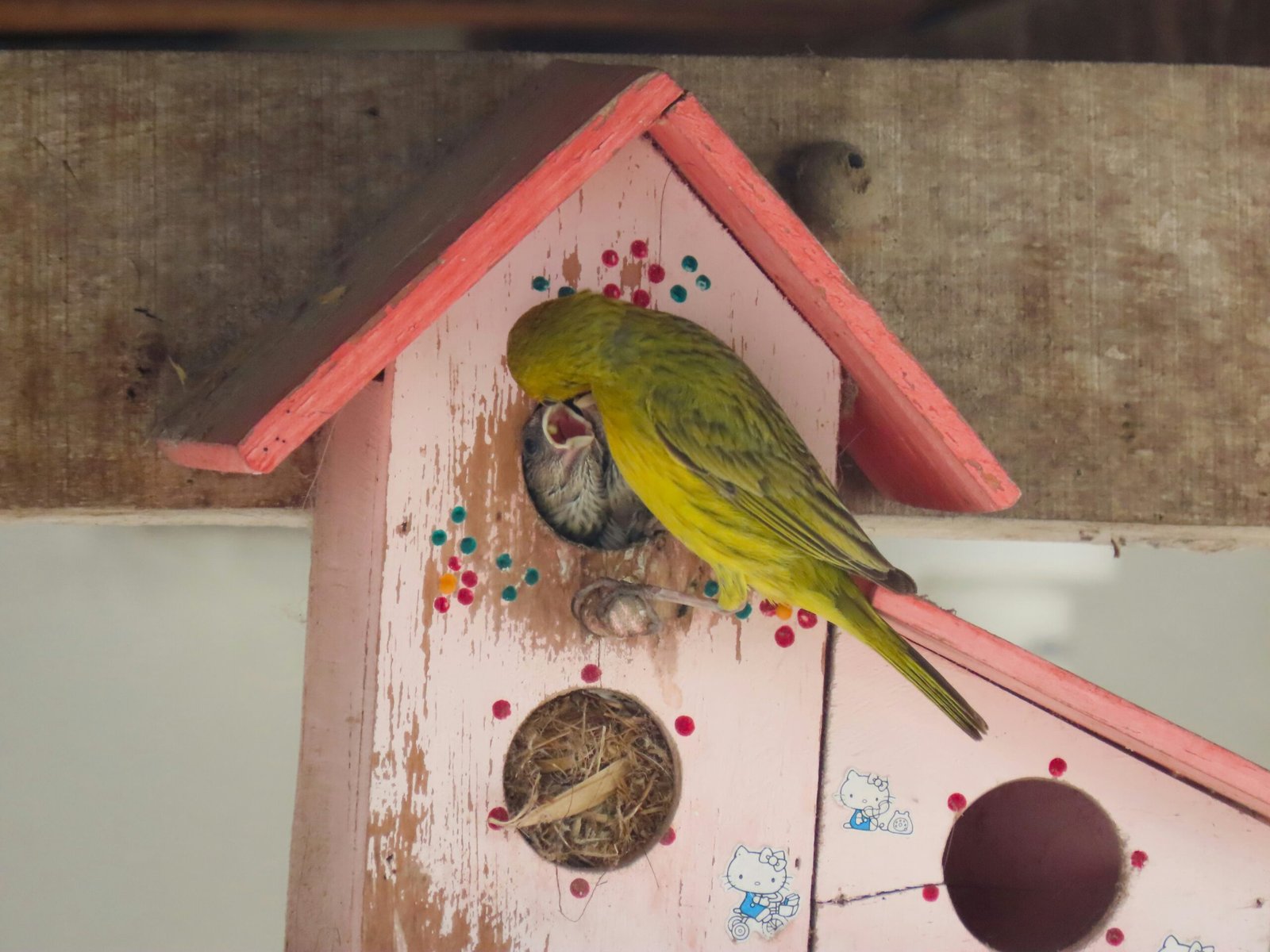A yellow bird sitting on top of a pink birdhouse