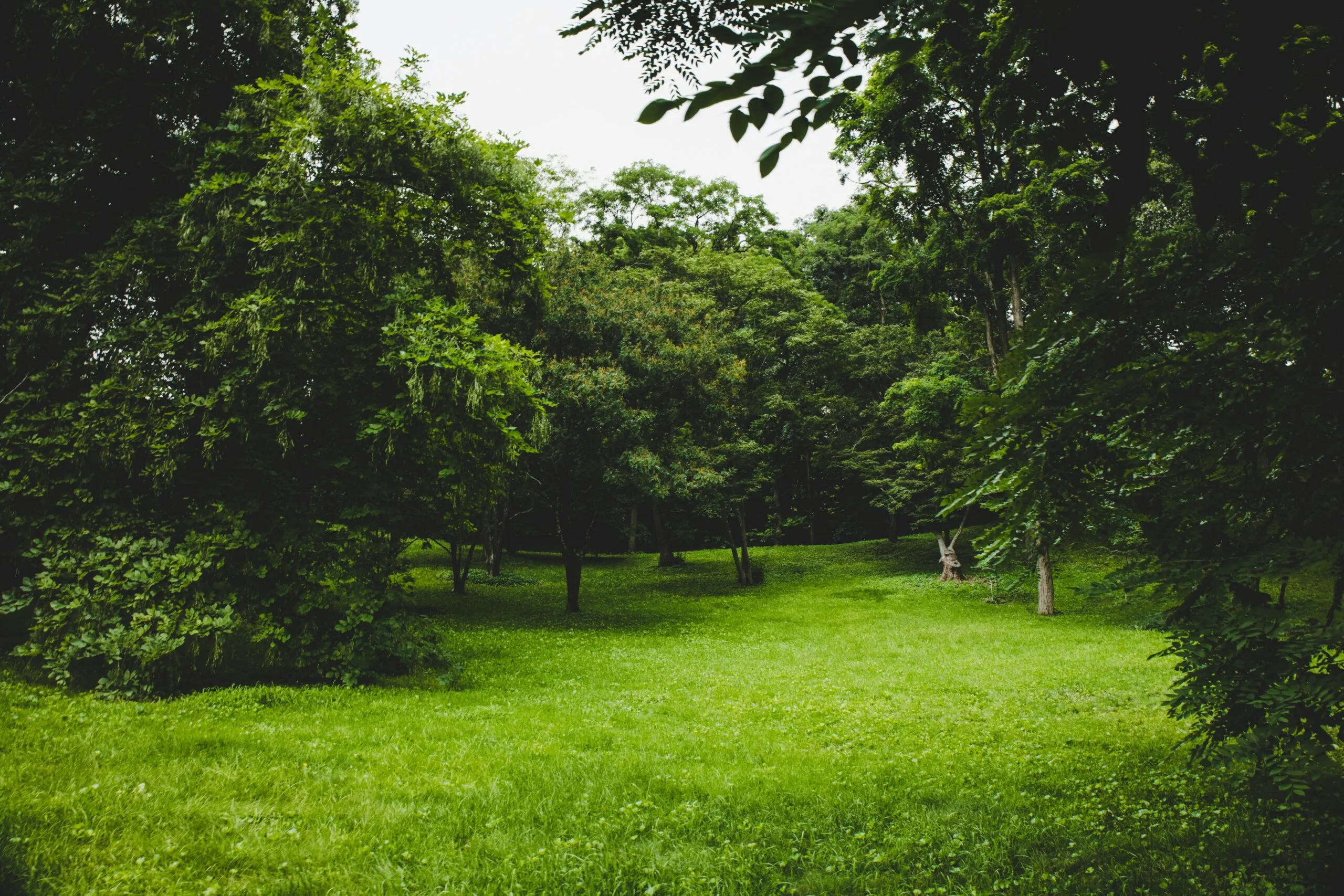 green grass field with trees
