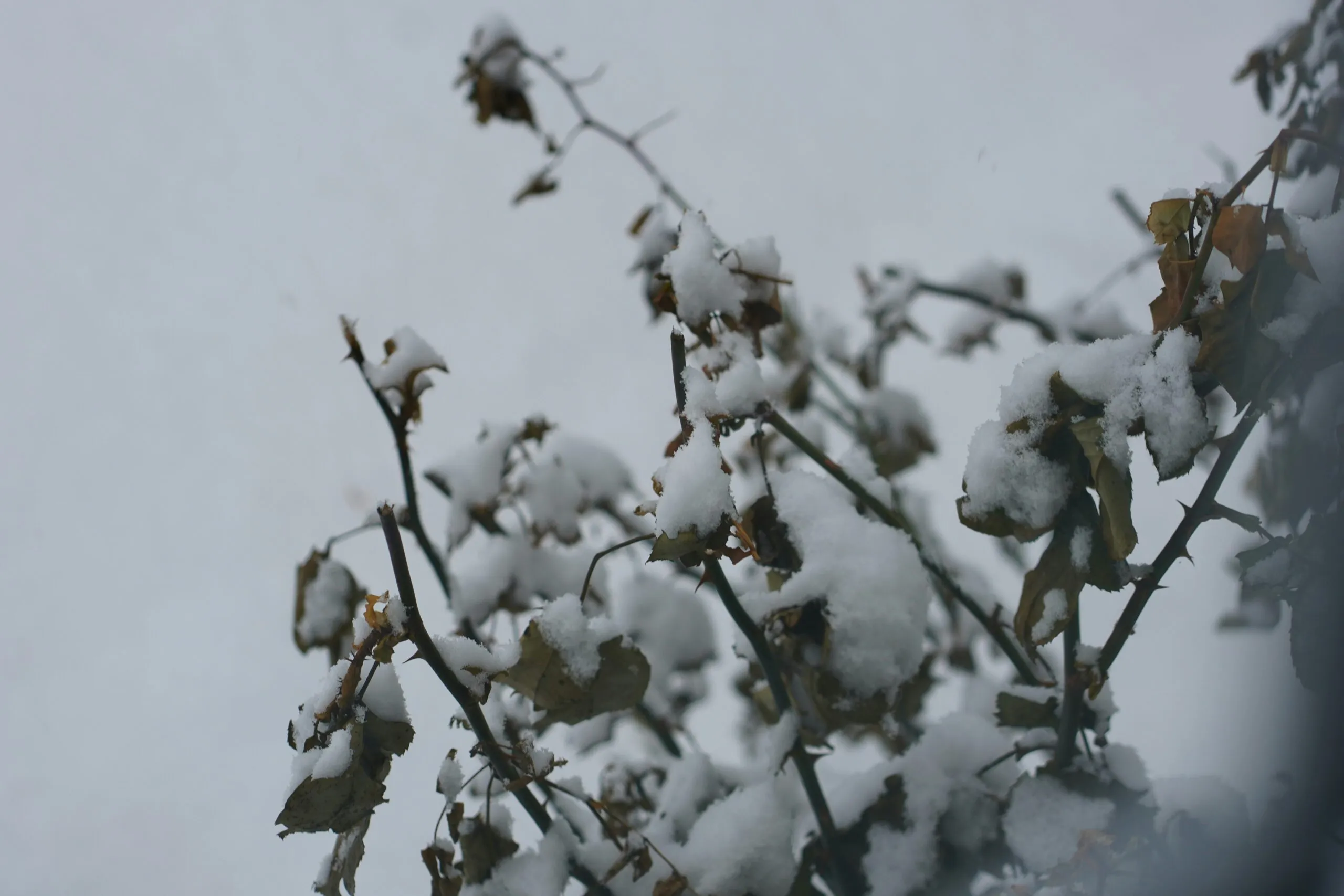 a branch with snow on it in the snow