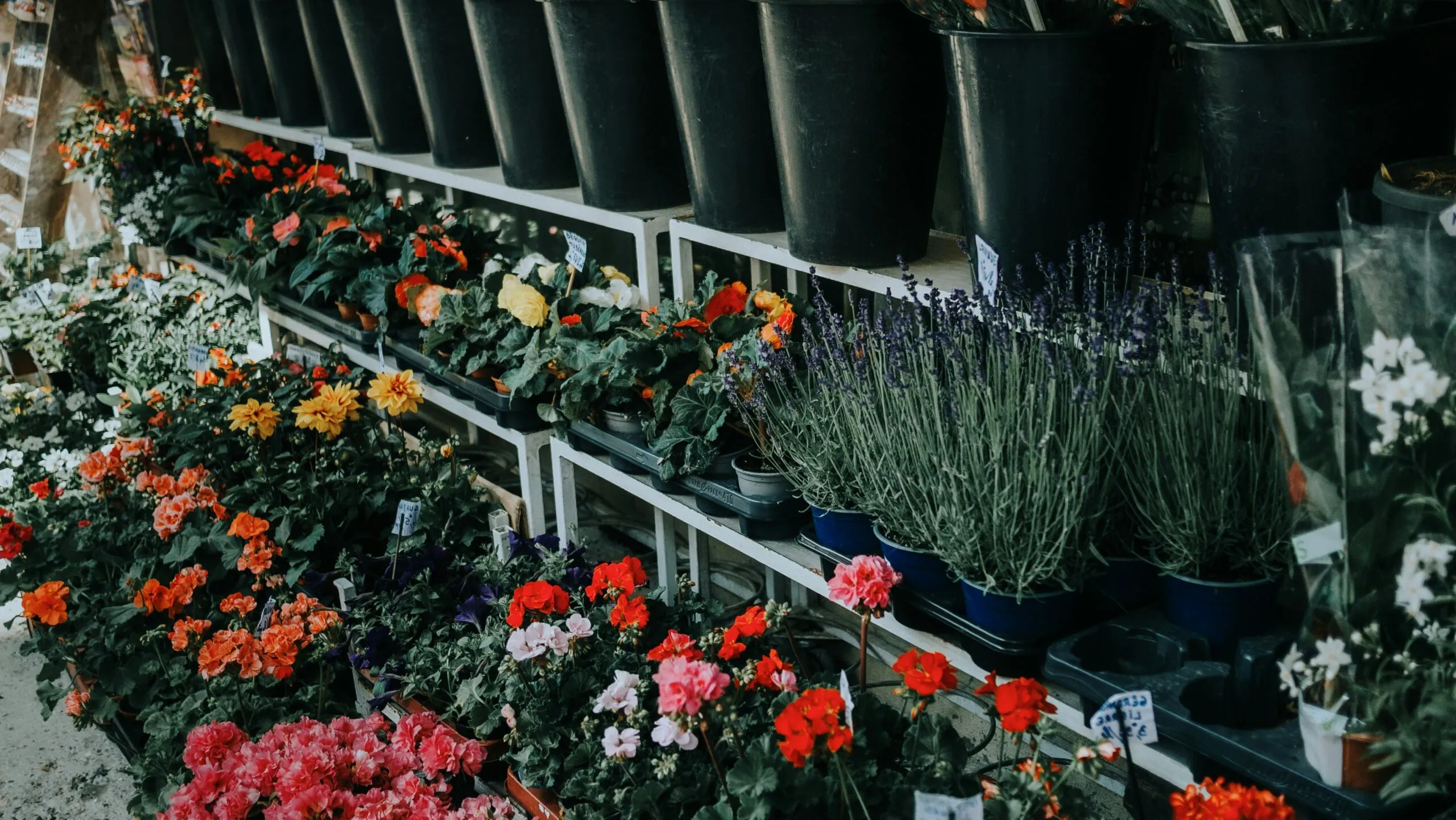 Flowers and plants displayed for sale.