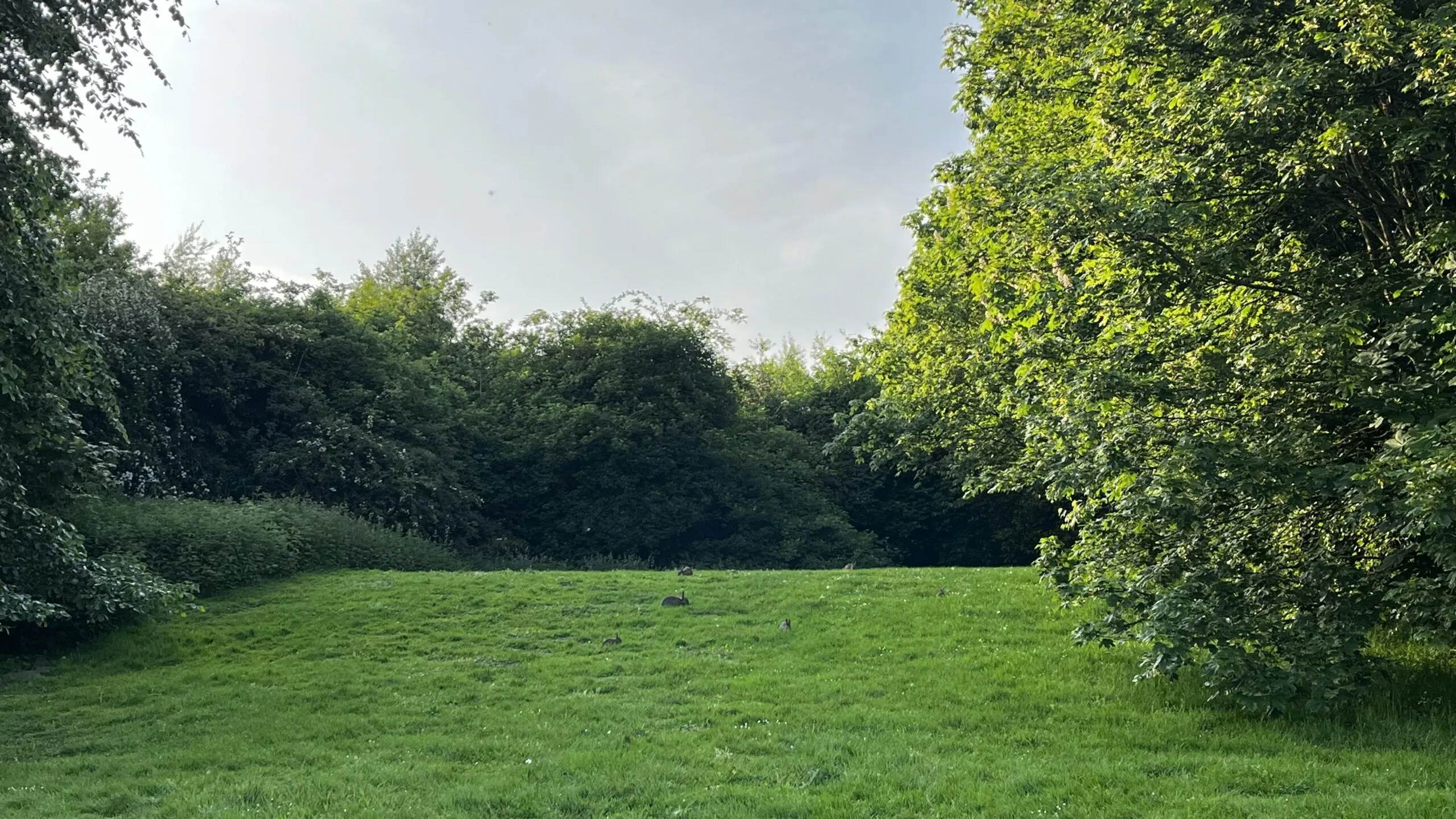 a grassy field surrounded by trees and bushes