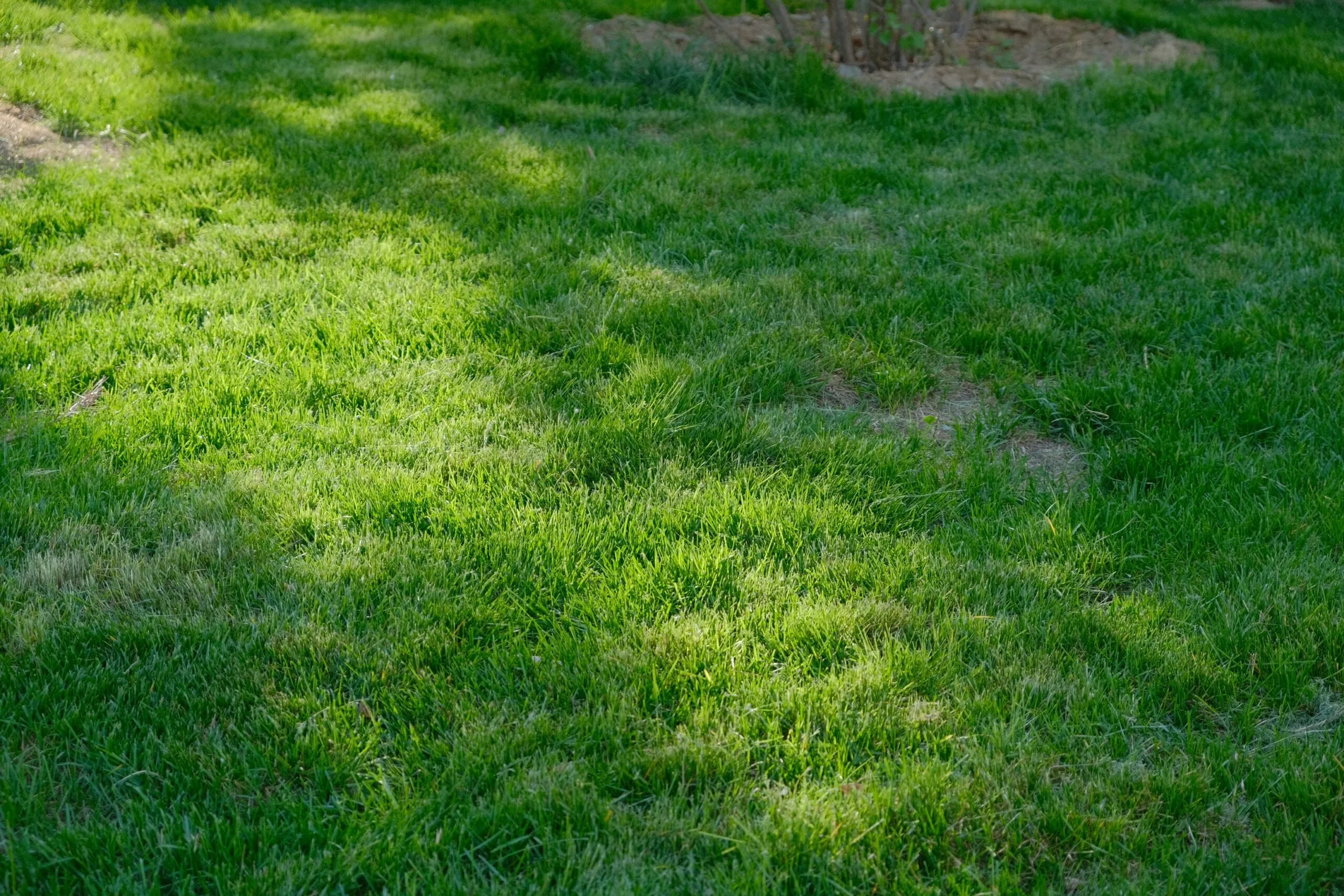 a fire hydrant sitting in the middle of a lush green field