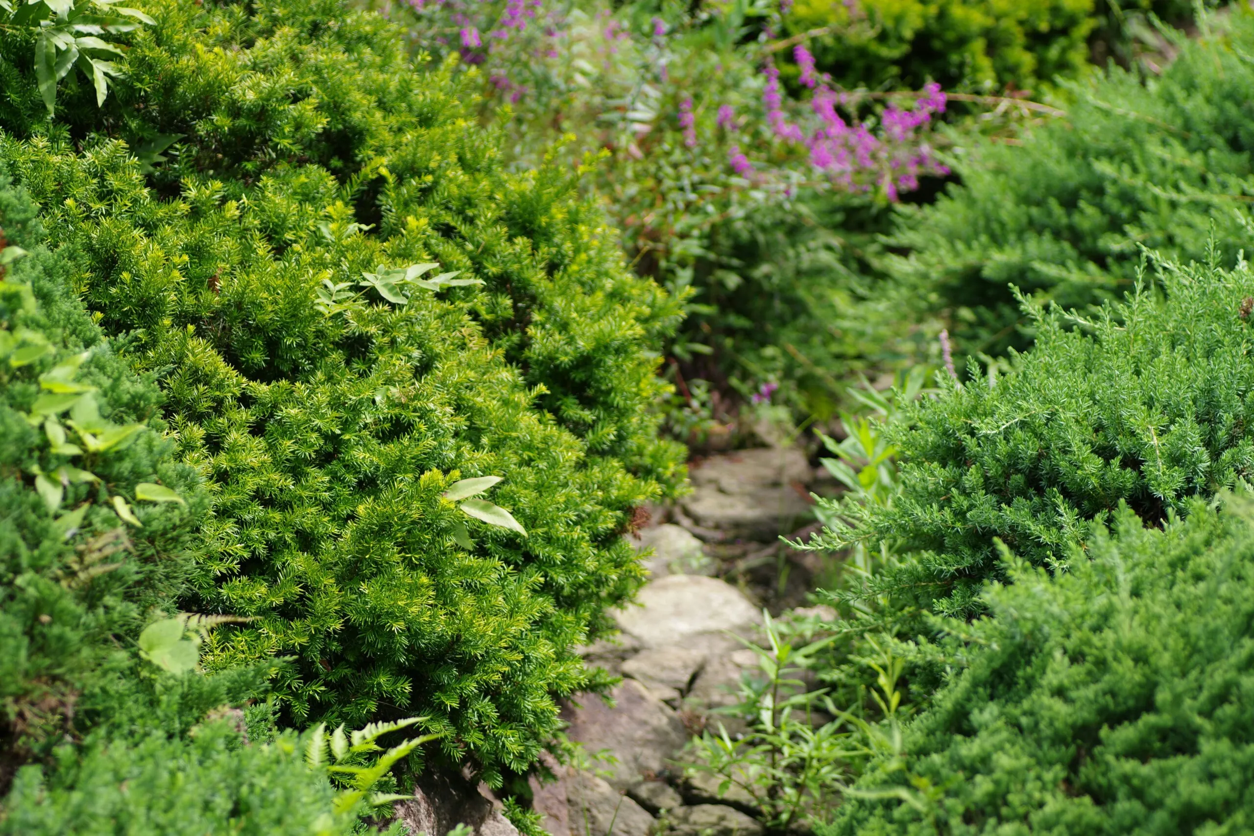 A garden filled with lots of green plants