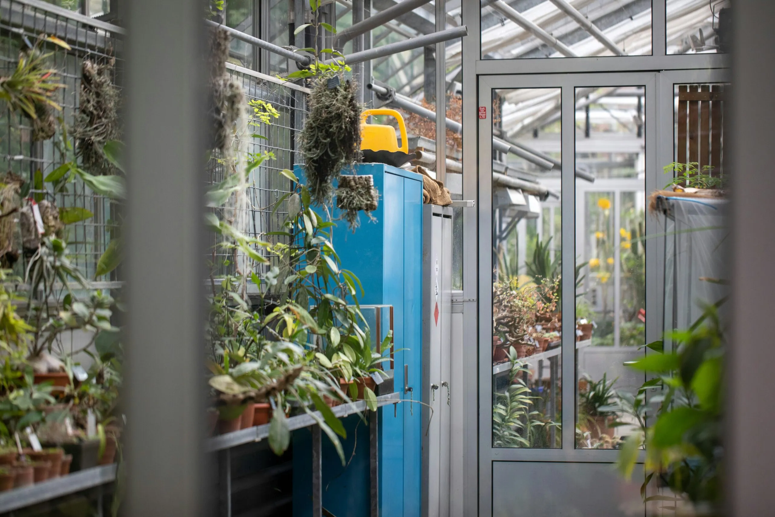 a blue refrigerator covered in plants in a greenhouse