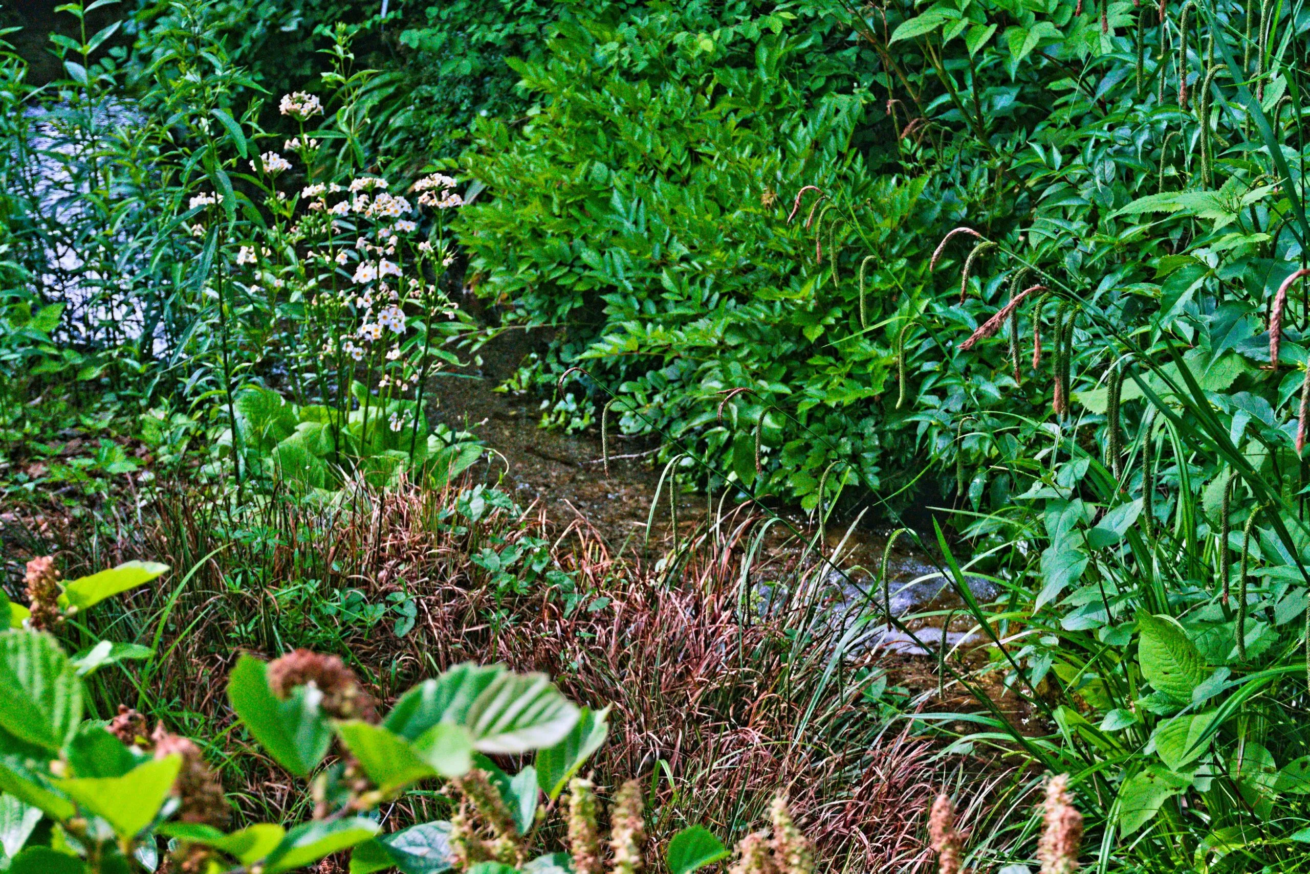 a small stream running through a lush green forest