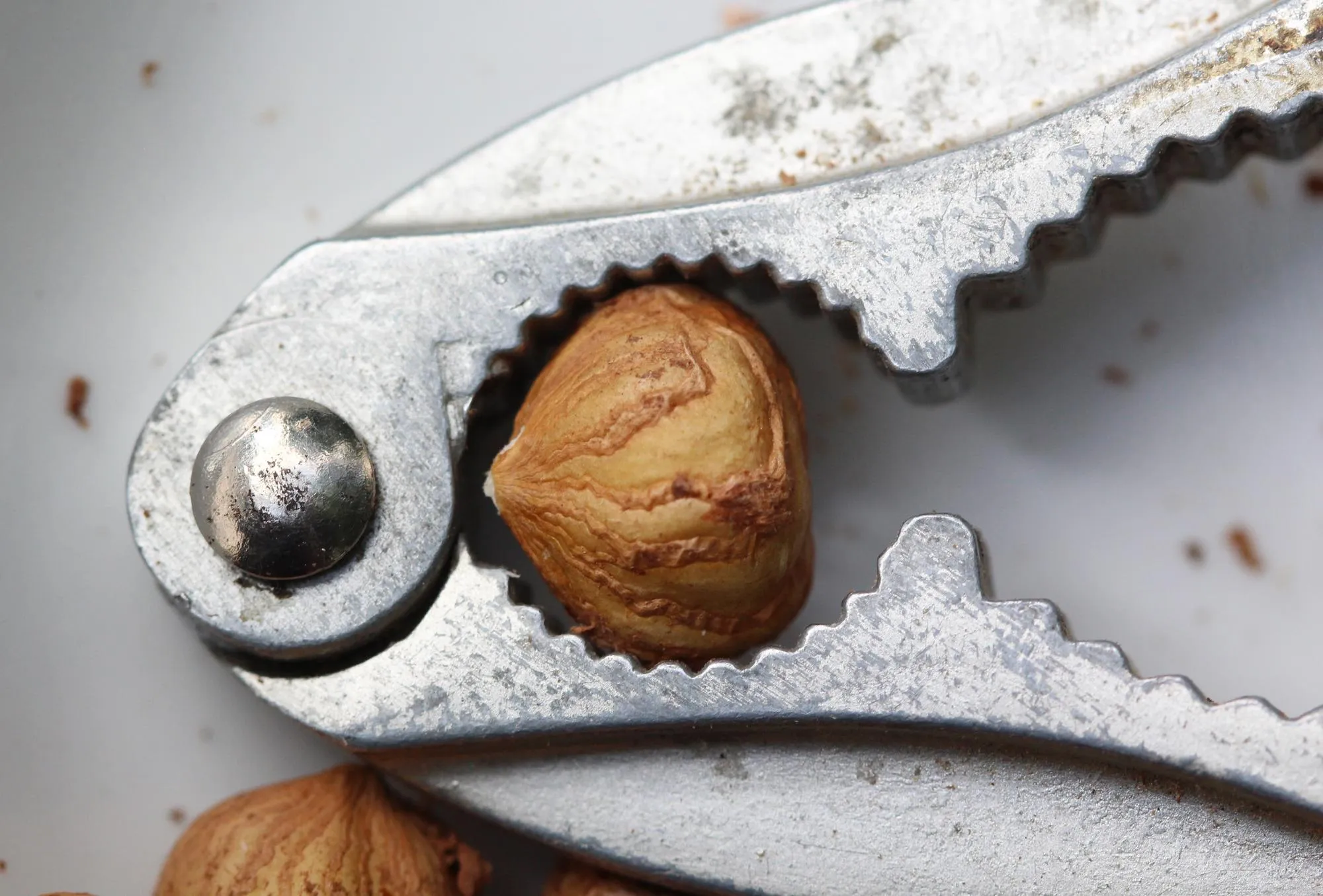 Close up of hazelnuts