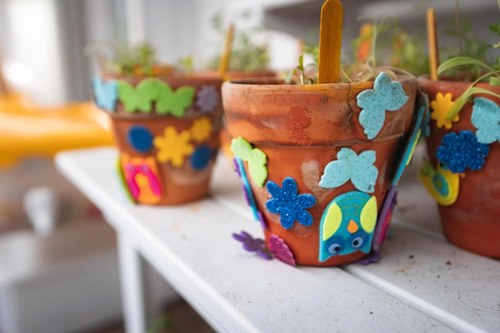 Close-up of potted plants on table
