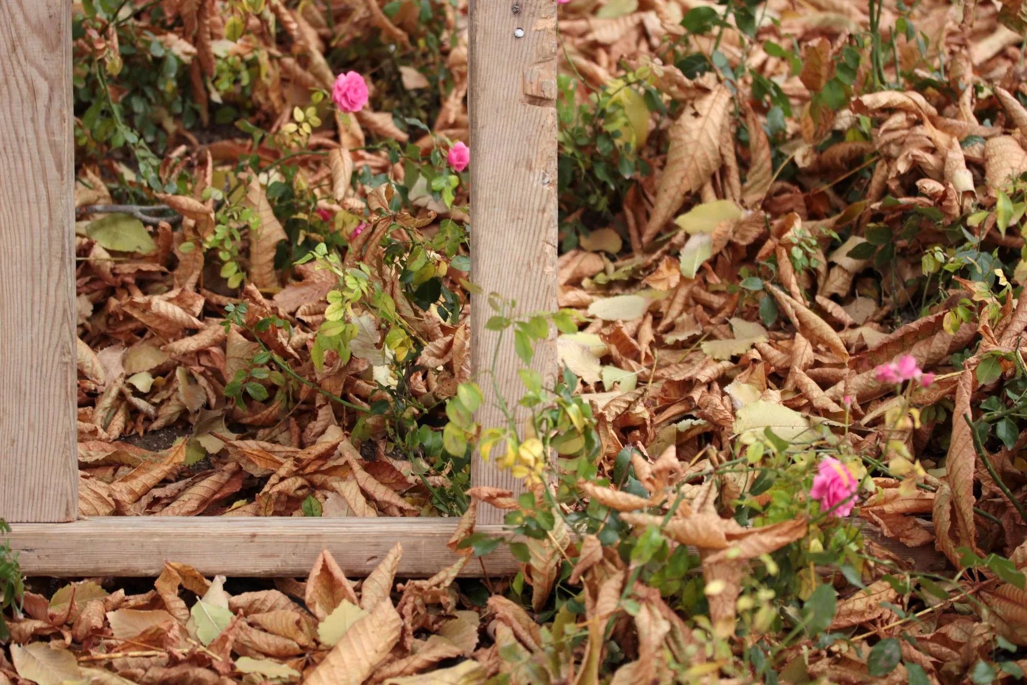 Dry leaves falling to the ground in the gardenv