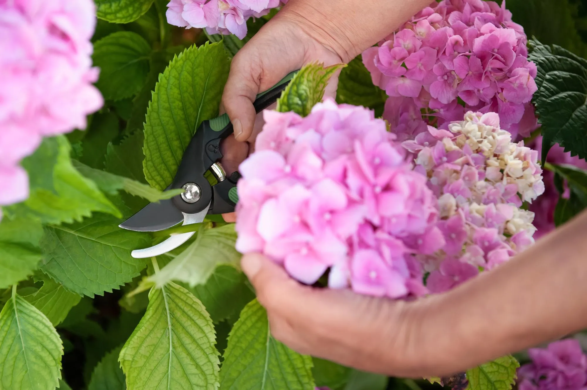 Gardener cutting hydrangea with secateurs outdoors closeup
