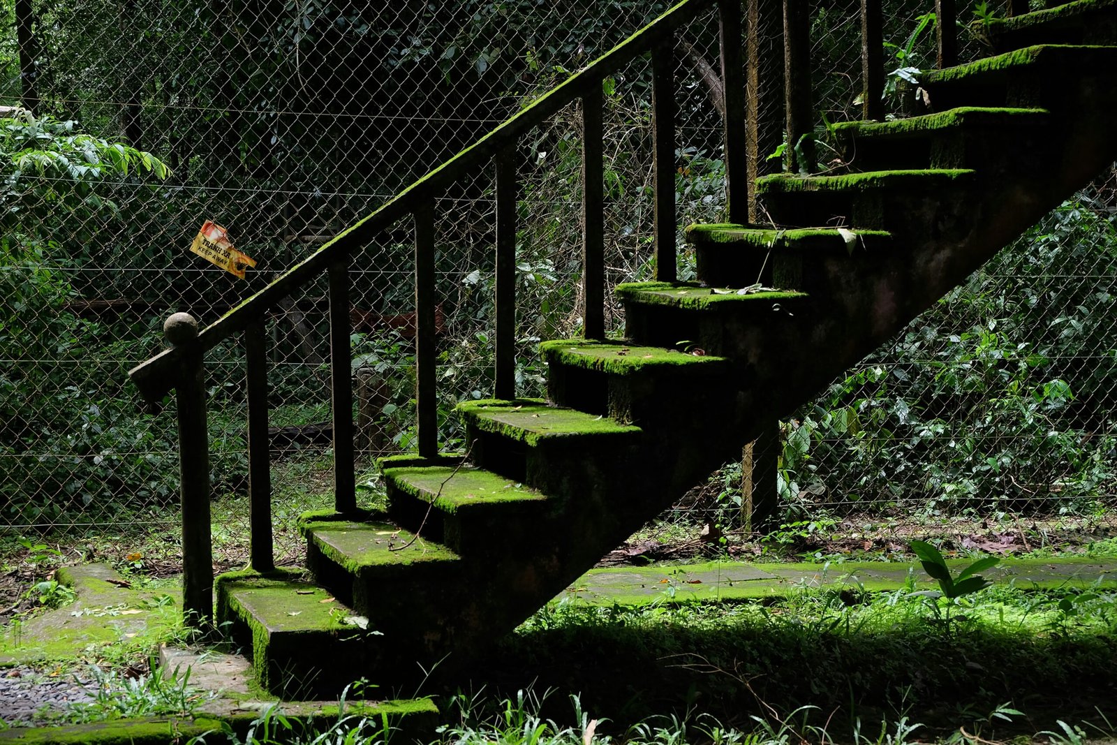 Moss-covered stairs lead up towards a fence.