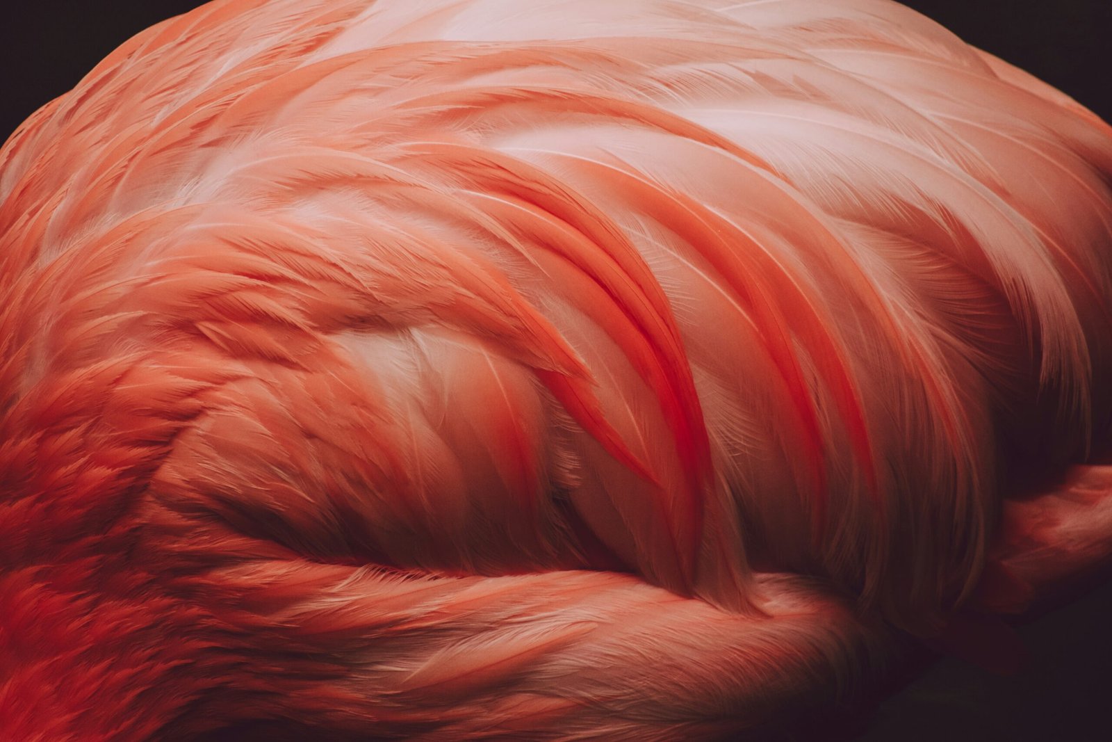 orange and white feather textile