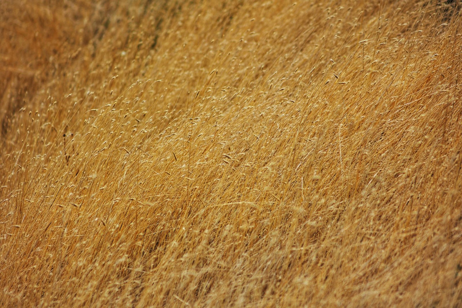a close up of a field