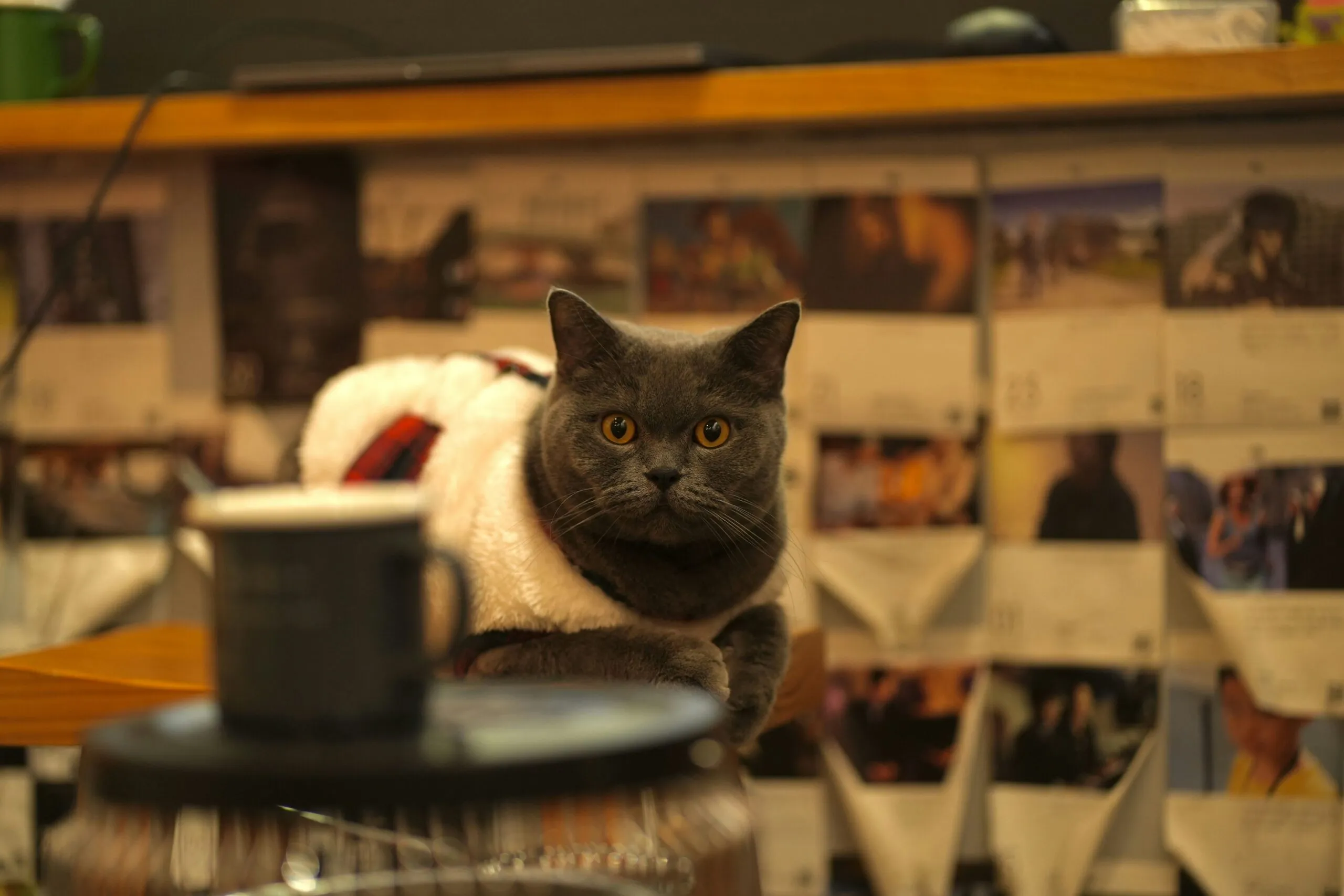 a cat sitting on top of a wooden table