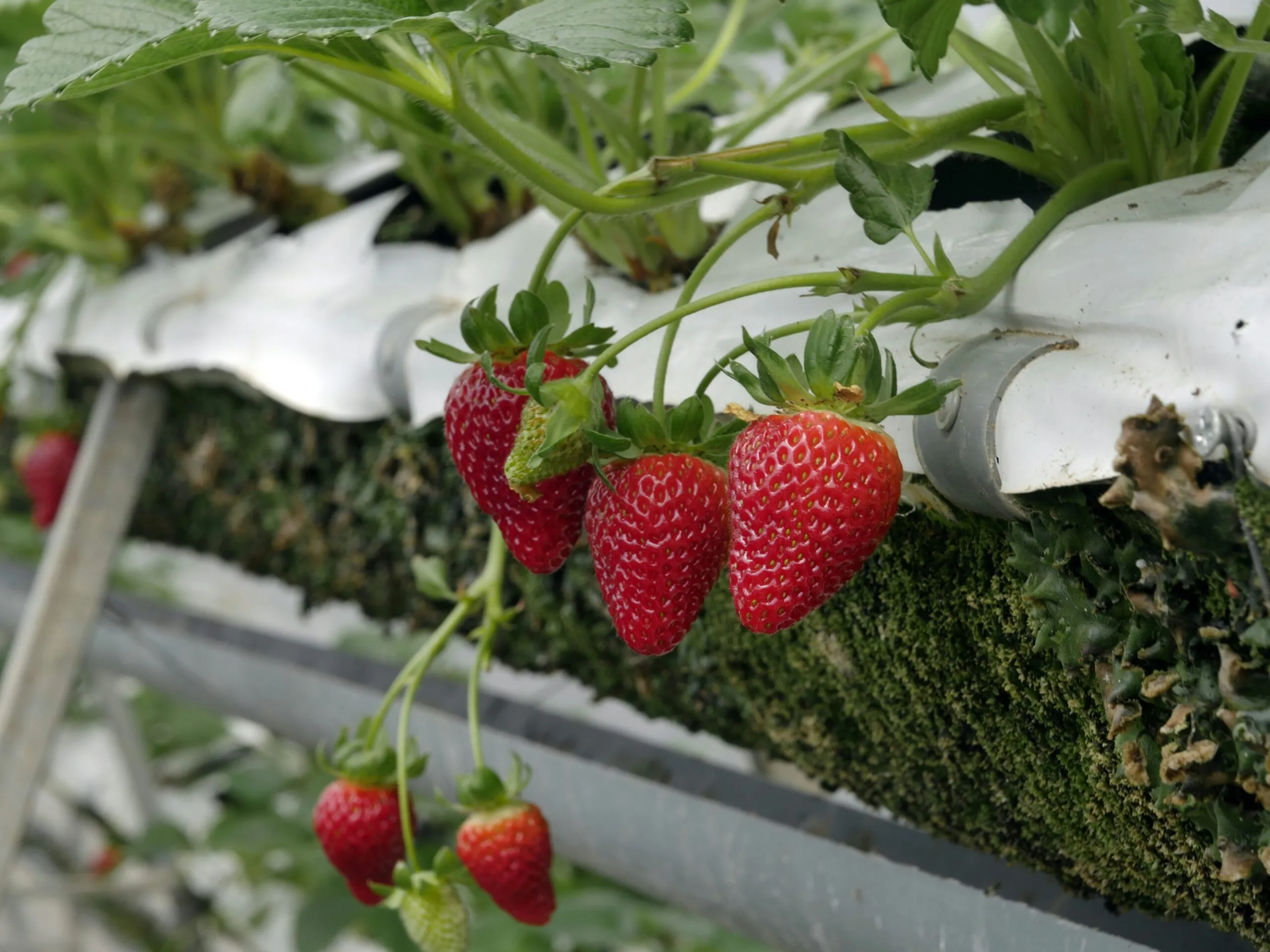 red strawberry fruits