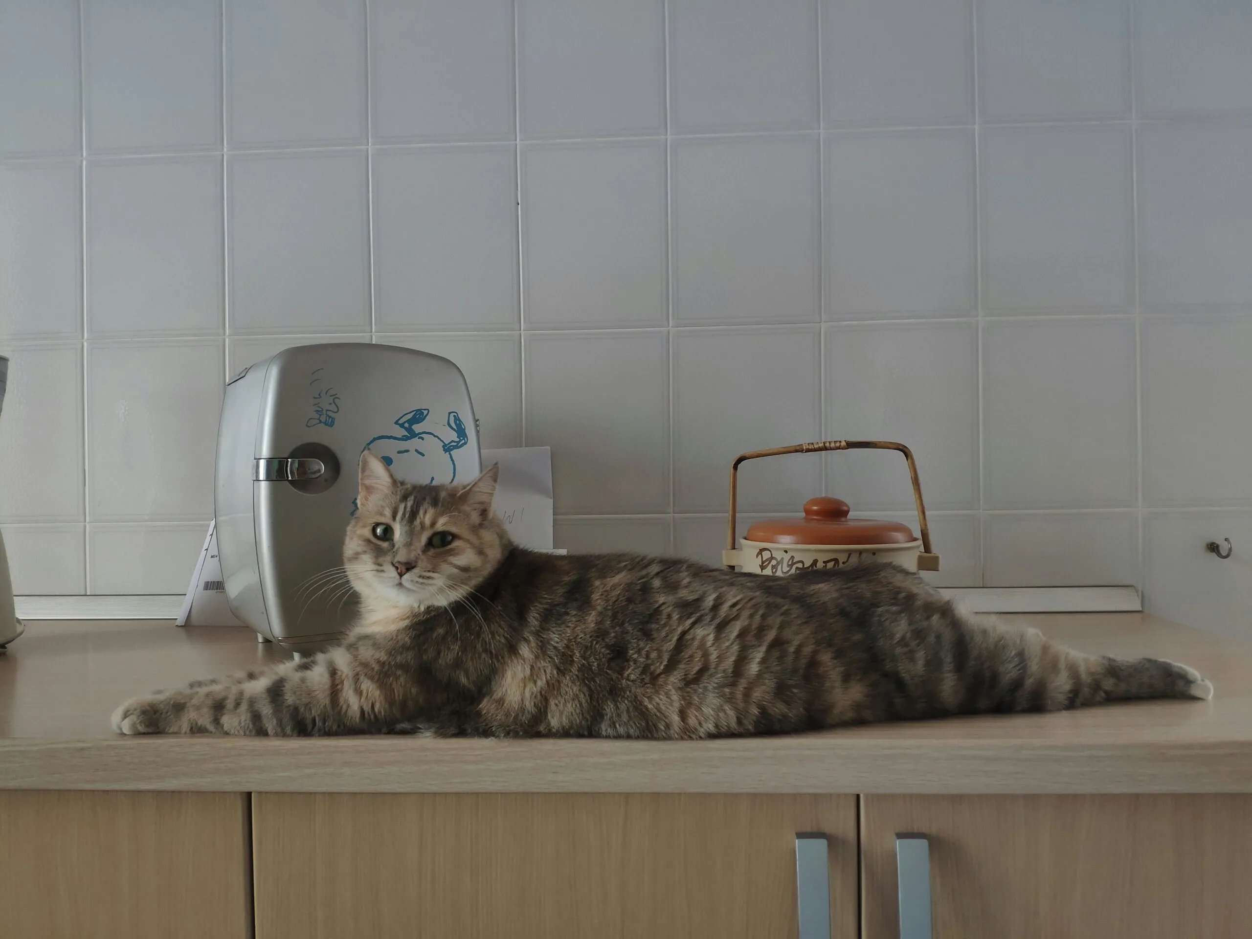 a cat lying on a counter