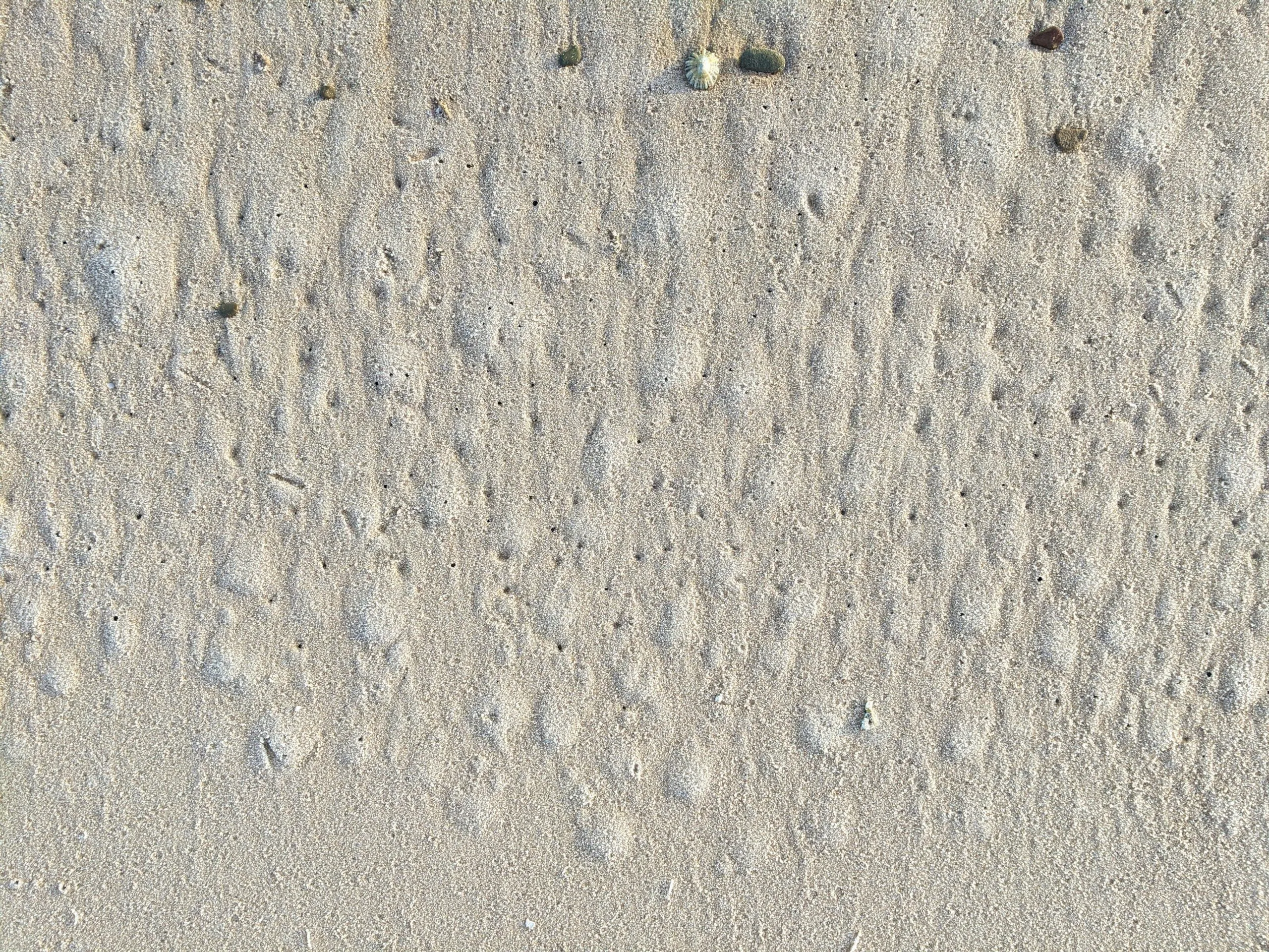 gray and white bird on gray sand