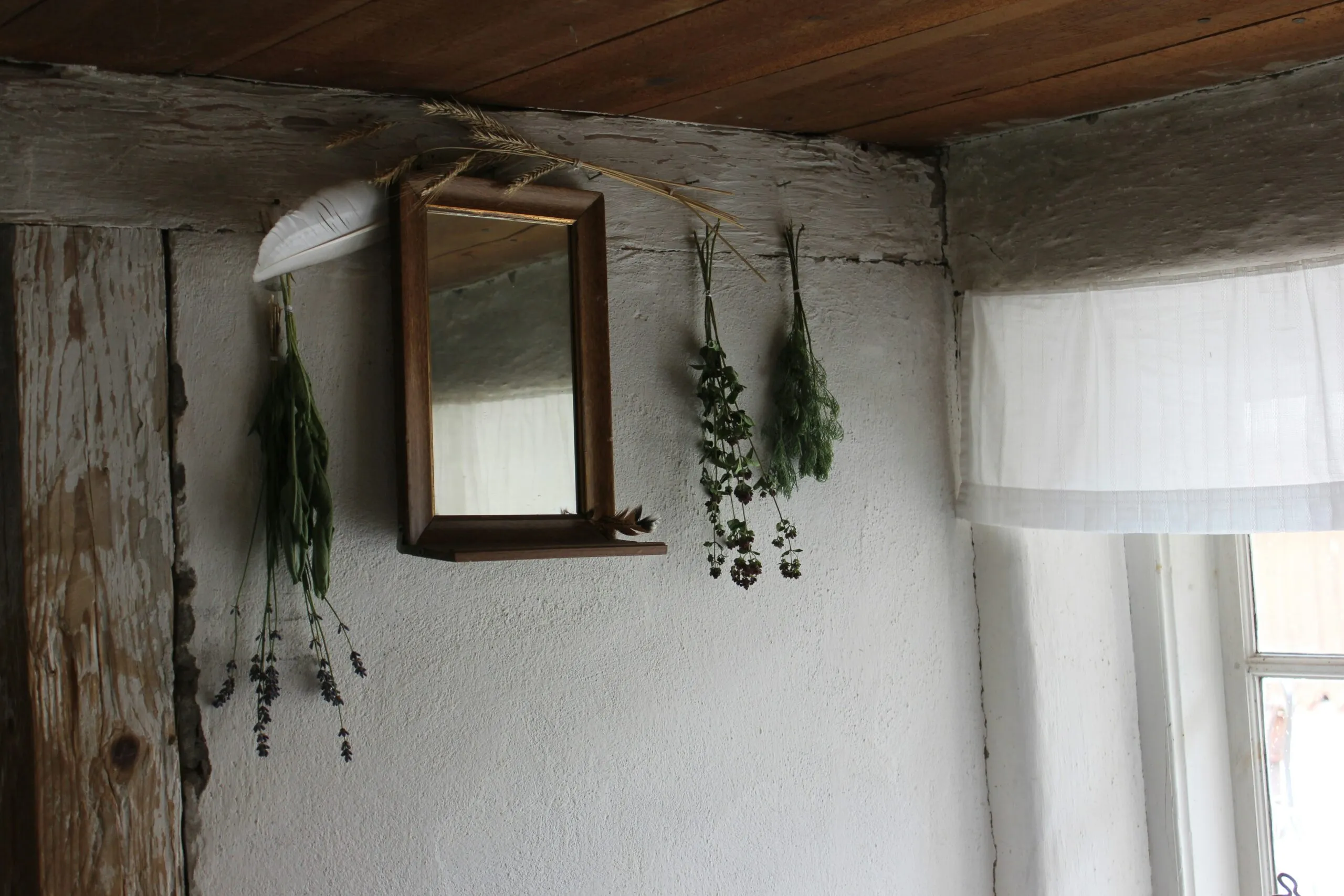 green plant on brown wooden window frame