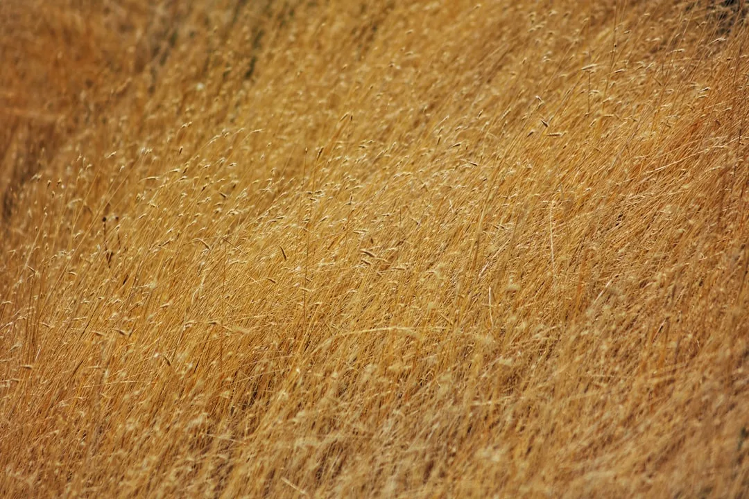 a close up of a field
