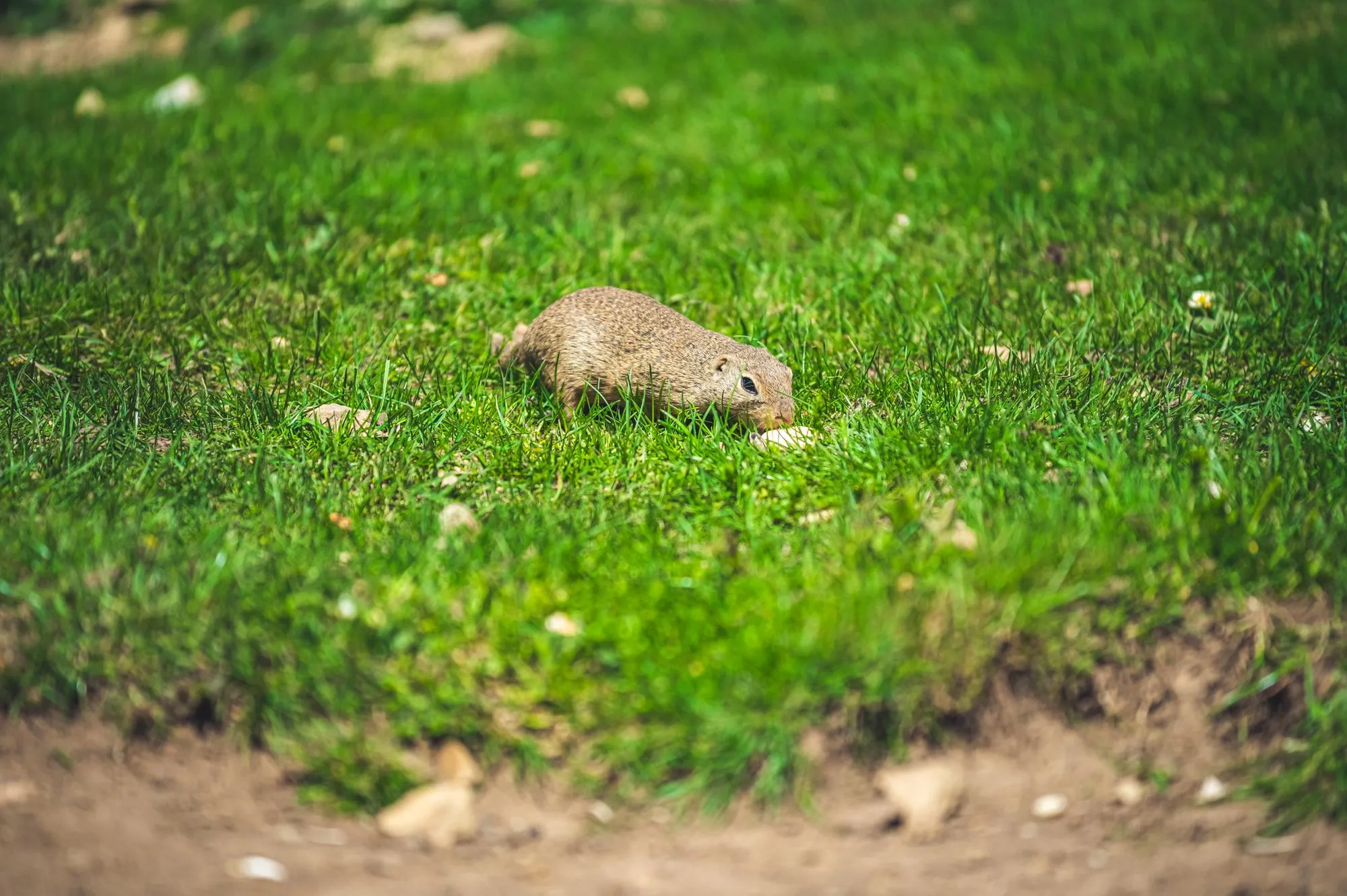 Little ground groundhog from meadows Muran plain Slovakia Castle Muran in mountains Muranska planina
