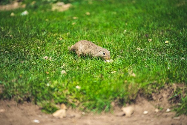 Little ground groundhog from meadows Muran plain Slovakia Castle Muran in mountains Muranska planina