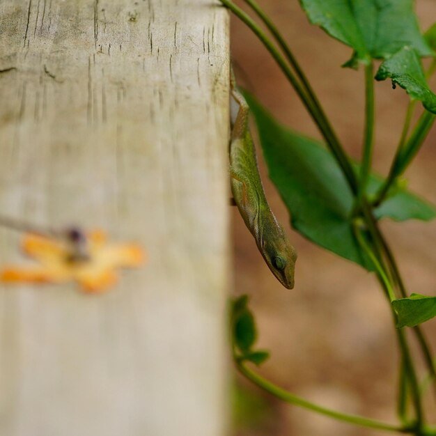 Close-up of fresh green leaves on tree trunk