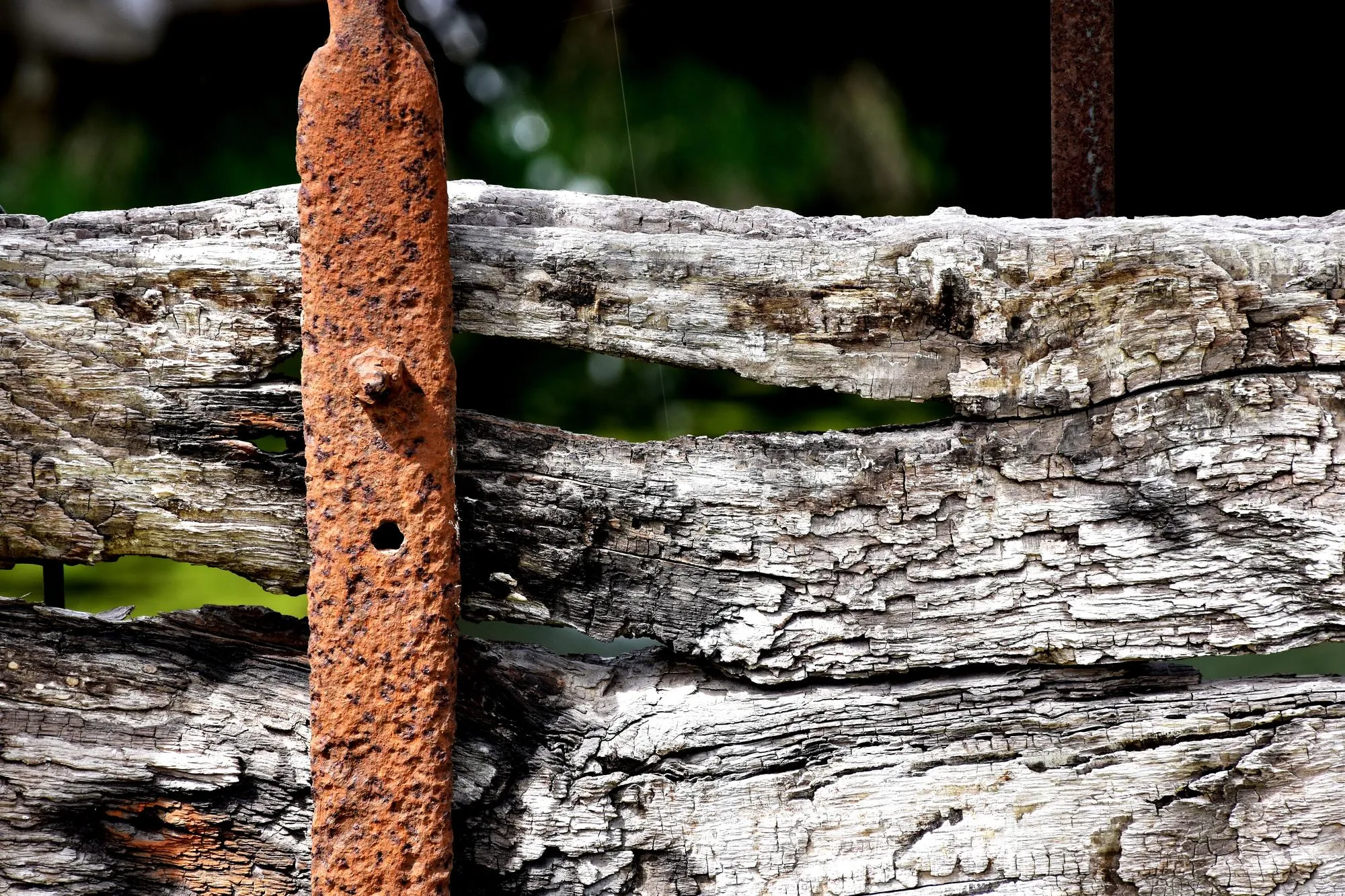 Close-up of wooden post on tree trunk in forest