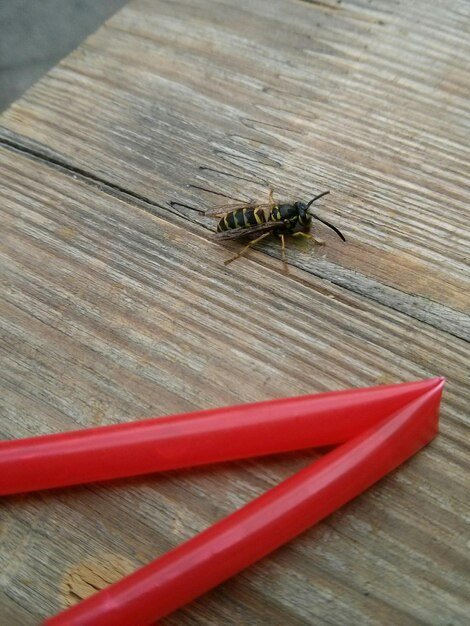 High angle view of bee on hardwood floor