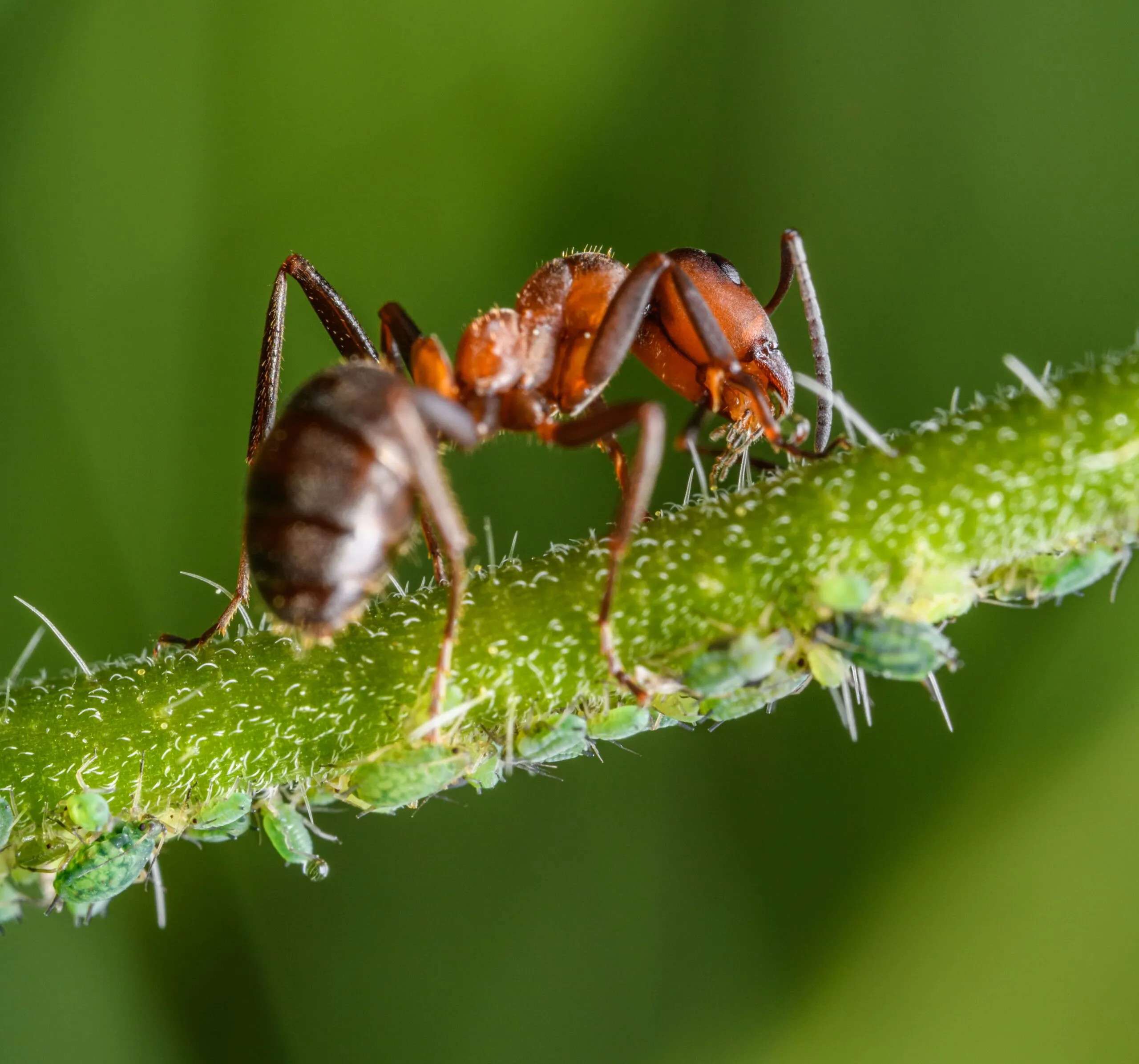 Macro photography of a red ant on a green stem surrounded by tiny insects.