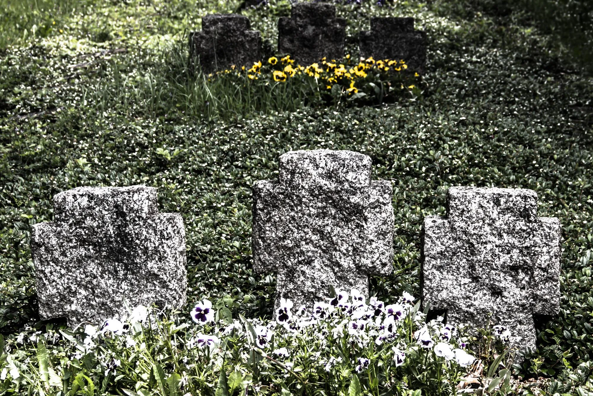 Plants growing on field