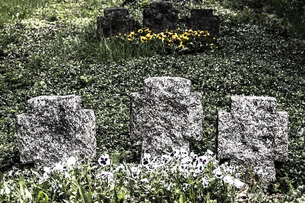 Plants growing on field
