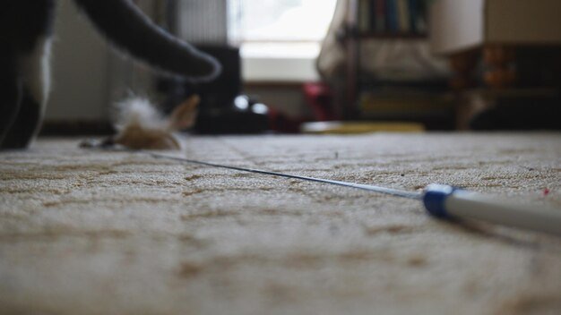 After the cat has played