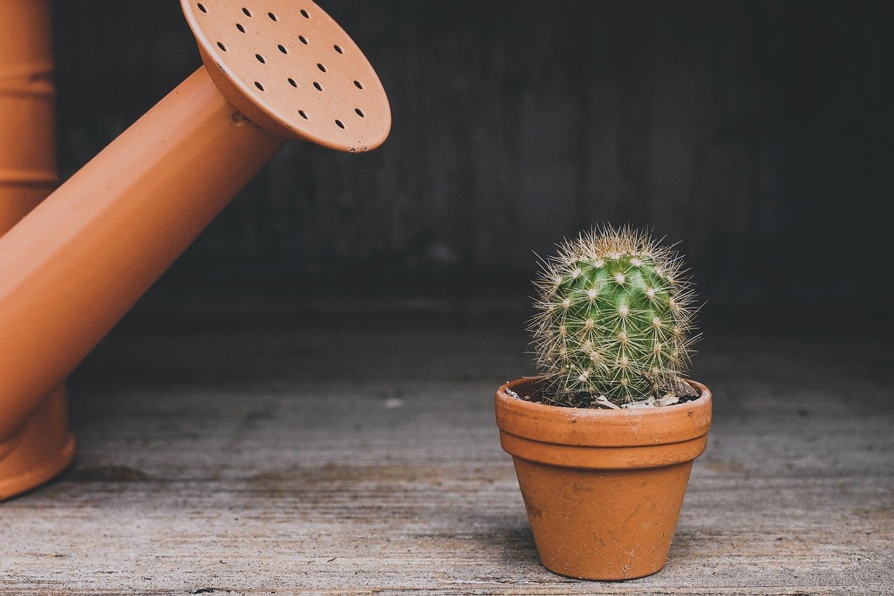 cactus, watering can, houseplant, plant, pot, flowerpot, thorn, potted plant, lonely, nature, botanical, desert plants, prickly, thorns, gray plants