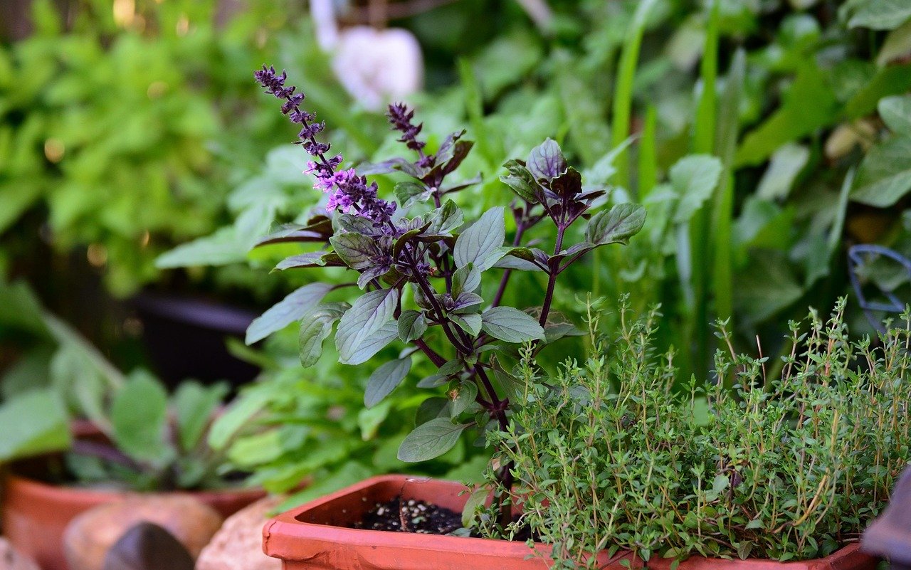 basil bush basil, thyme, herbs, culinary herbs, herb garden, aroma, herbal plant, medicinal herbs, meal, healthy, taste, garden, balcony, health, nature, green, plant