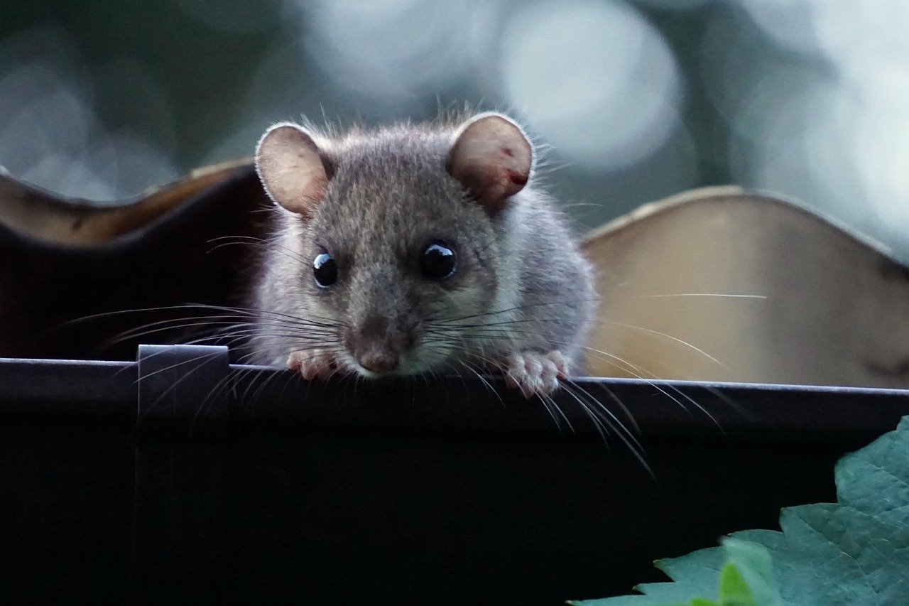 dormouse, gutter, dusk, rodent, dormouse, dormouse, dormouse, dormouse, dormouse