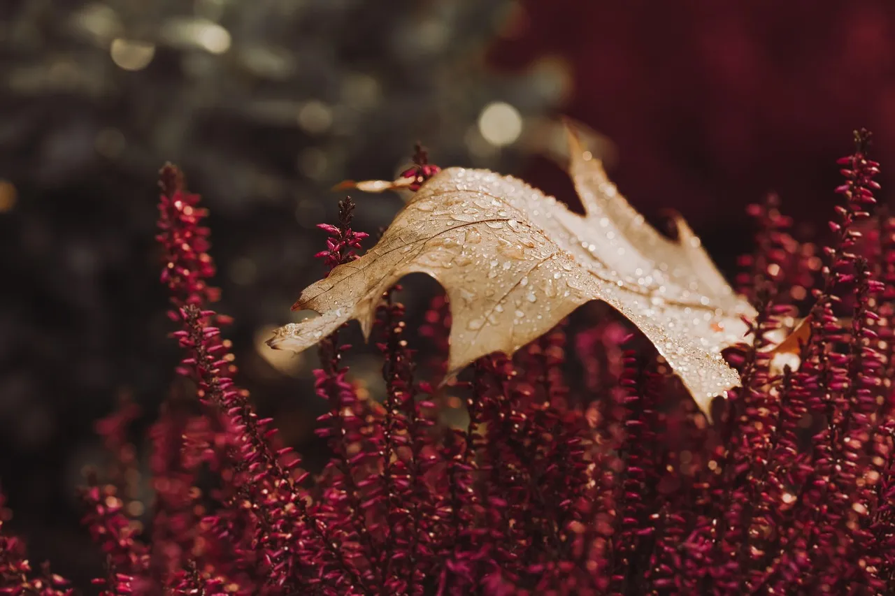 leaves, nature, heather, autumn leaves, garden, meadow, autumn leaf, wet, pagan, raindrop, rain, fall