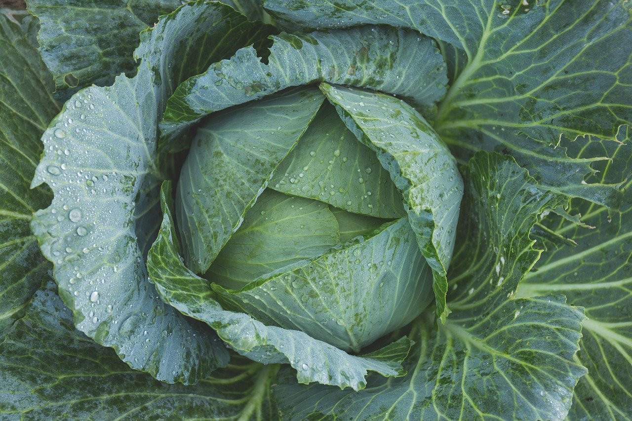 cabbage, nature, vegetable, kale, green, dew, flora, food, freshness, garden, gardening, grow, growth, leaves, top view, wet, green vegetable, green leaves, green gardening