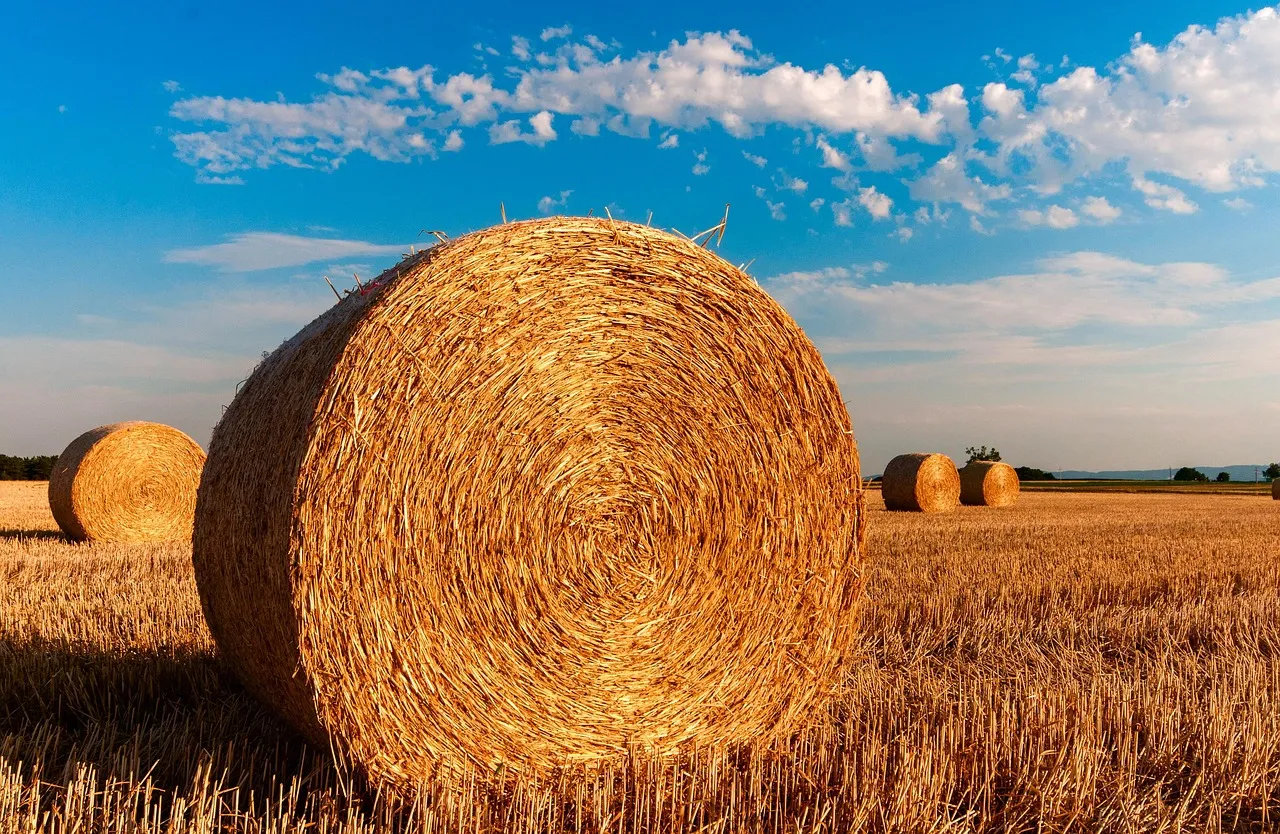hay bales, round, farm, straw bales, straw, hay, nature, field, harvest, summer, agriculture, rural