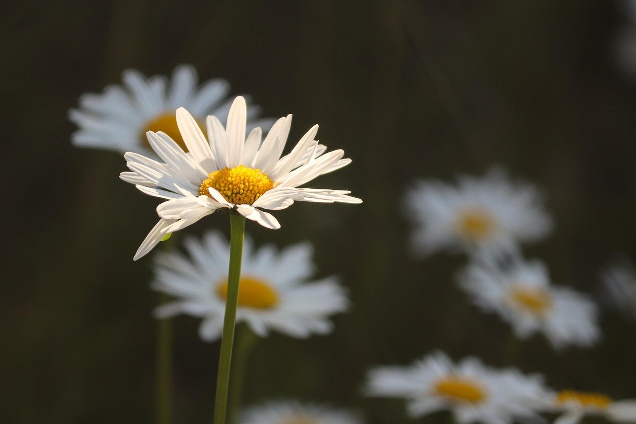 daisies, flower meadow, illuminated, individually, close up, white, wildflowers, spring, spring meadow, meadow marguerite, meadow flowers, blossom, bloom, grass, summer meadow, beautiful flowers, yellow, margeritenwiese, bright, flower wallpaper, white flowers, meadow, flower, nature, flora, flower background, petals