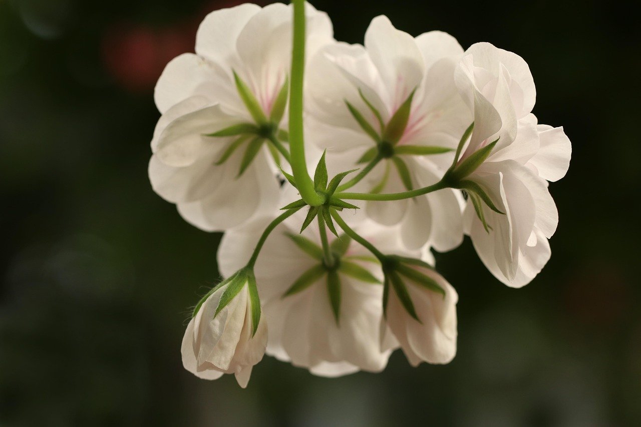 flowers, geranium, white, balcony, garden, beautiful flowers, flower wallpaper, garden plant, plant, flora, nature, pelargonium, balkonplant, flower, hanging geranium, flower background, hanging plant, macro